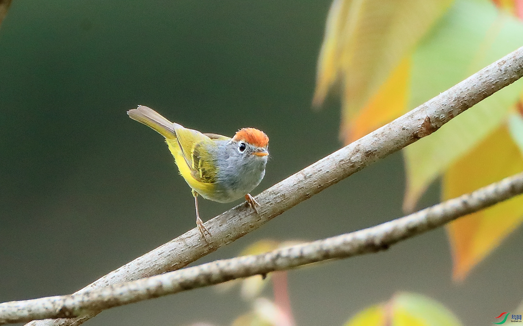 ��ͷ�lݺChestnut-crowned Warbler