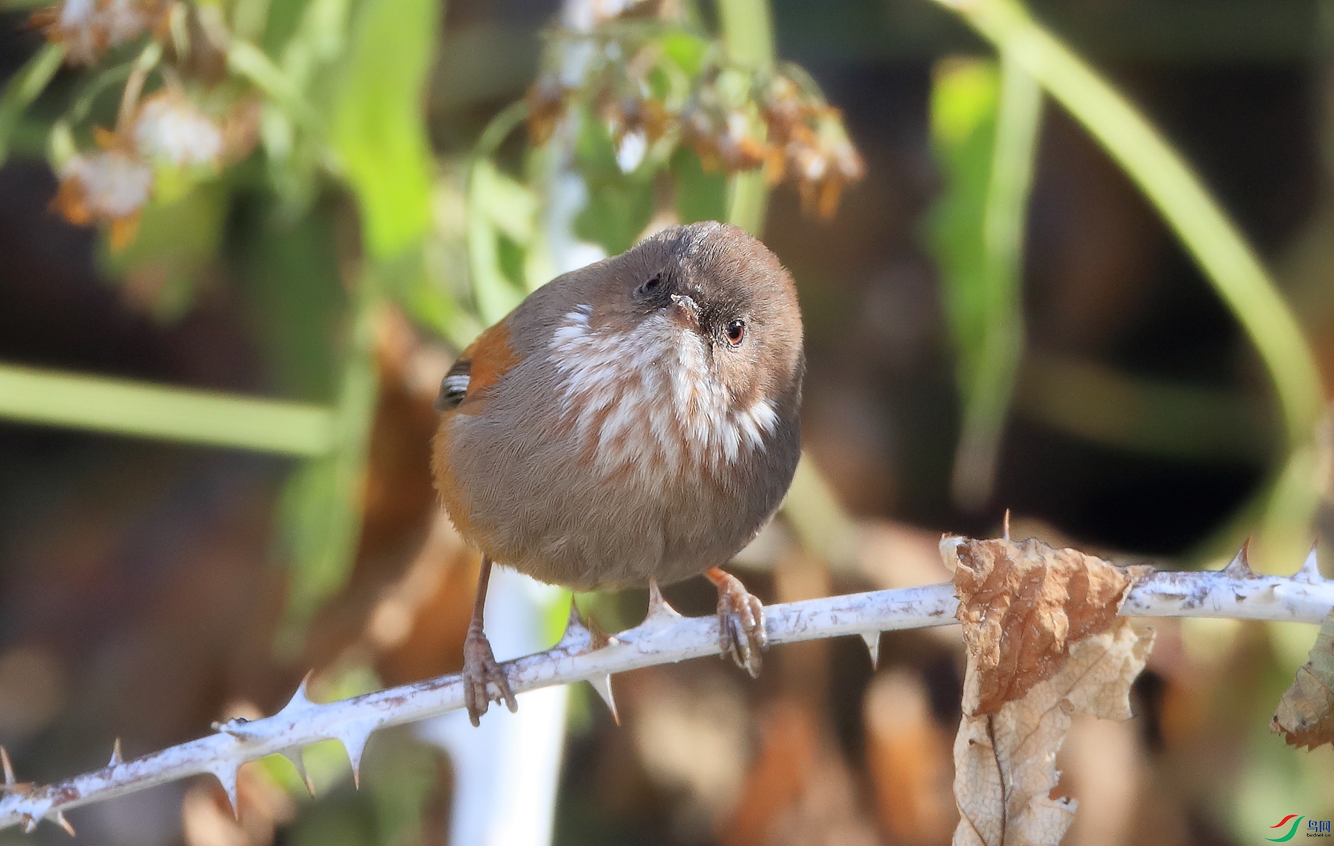 ·��ȸ��Brown-throated Fulvetta