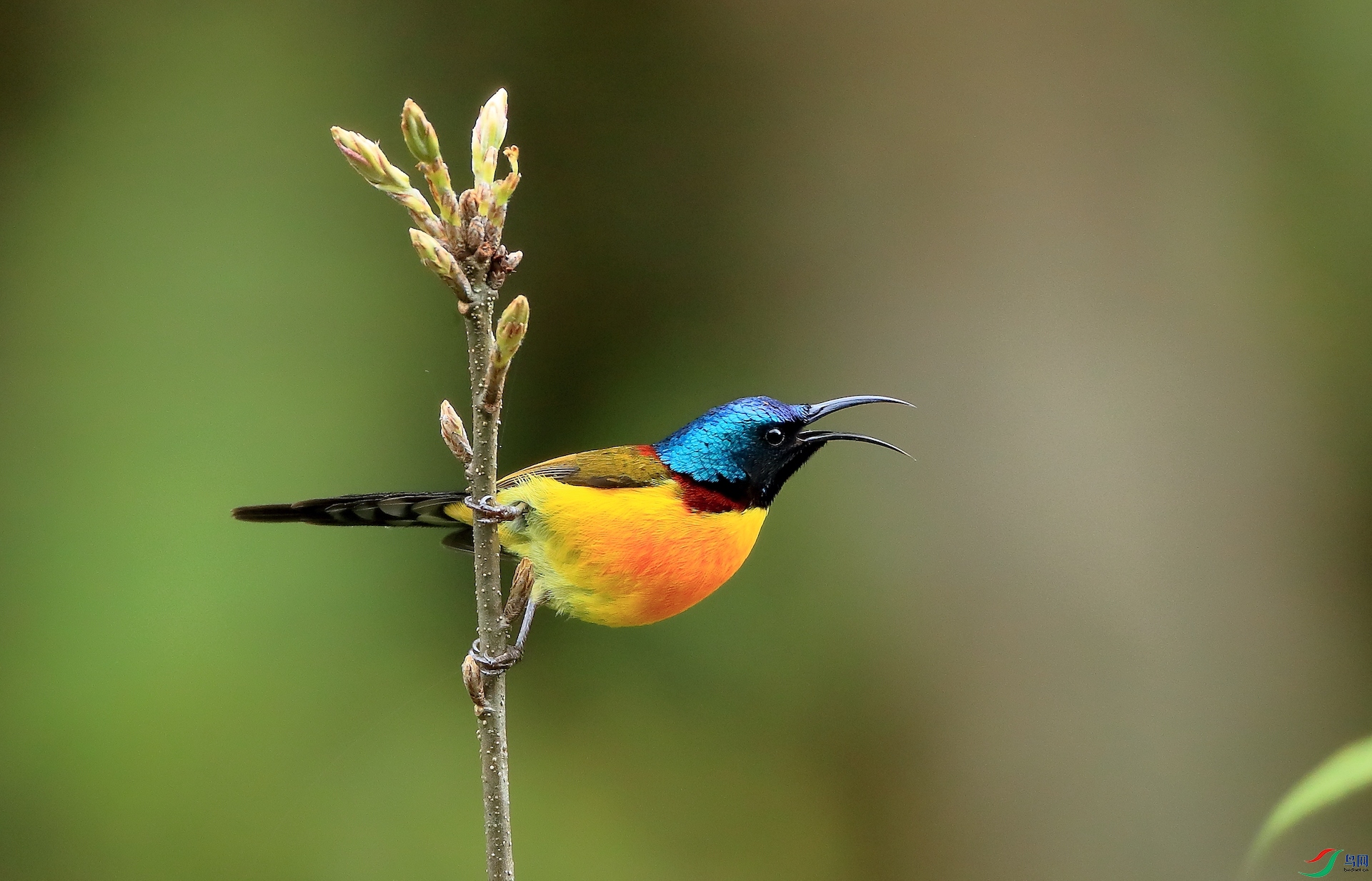 �̺�̫����Green-tailed Sunbird