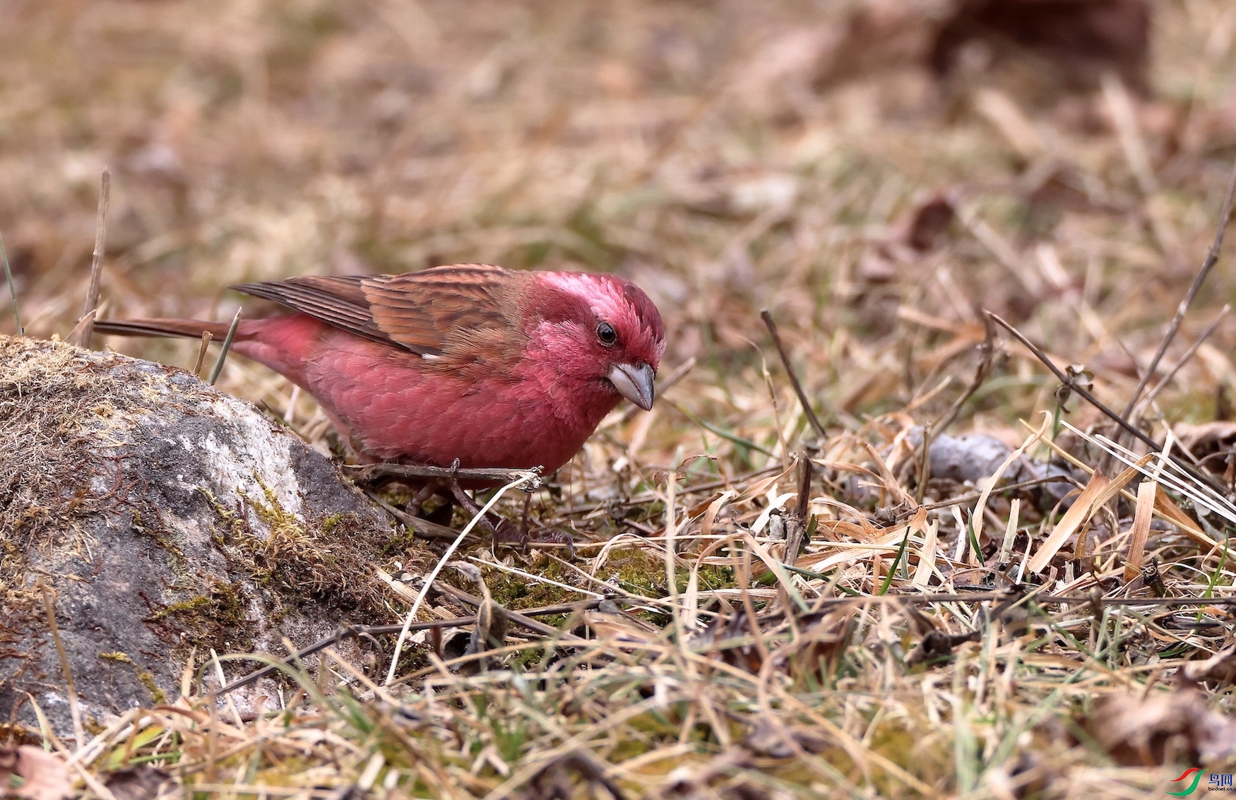 õ��ü��ȸPink-browed Rosefinch