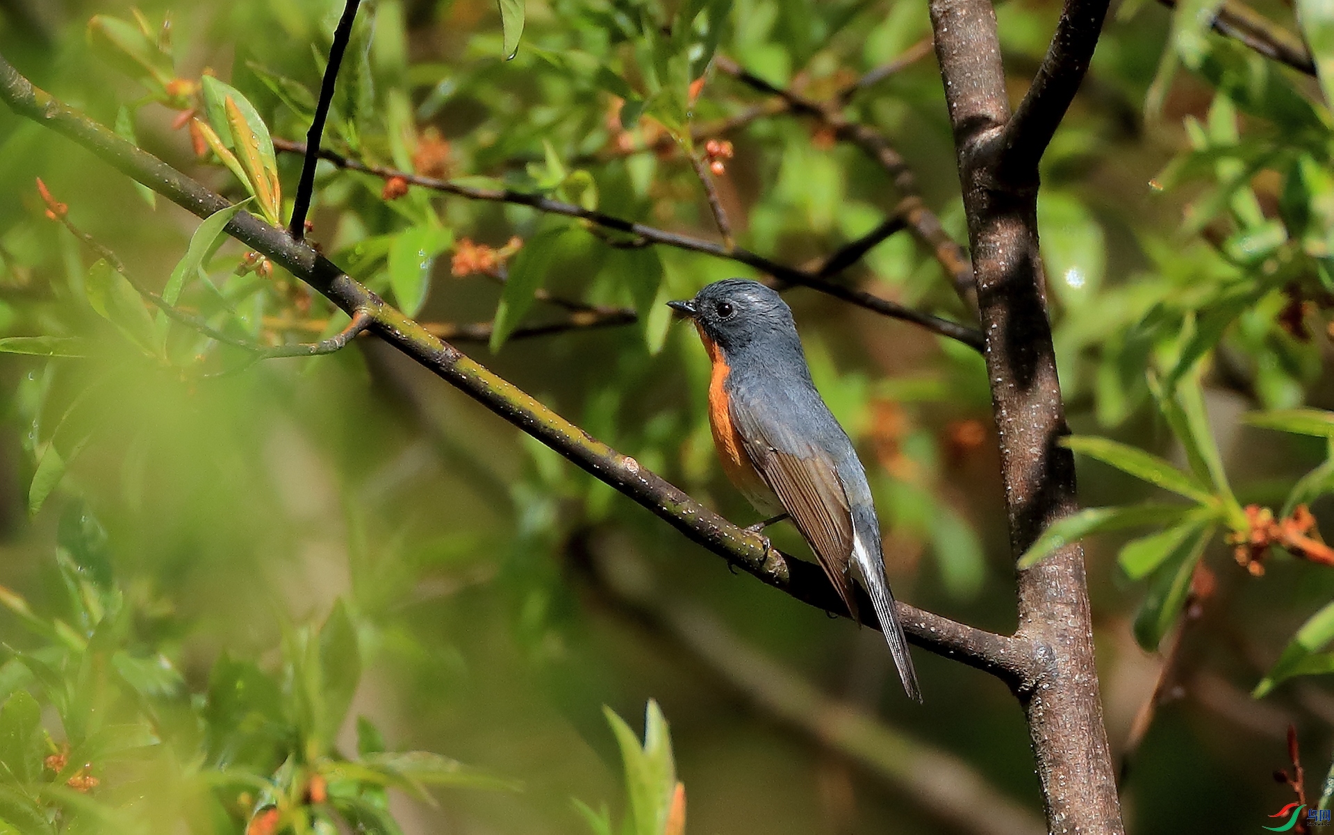 ɽ�����OHill Blue Flycatcher