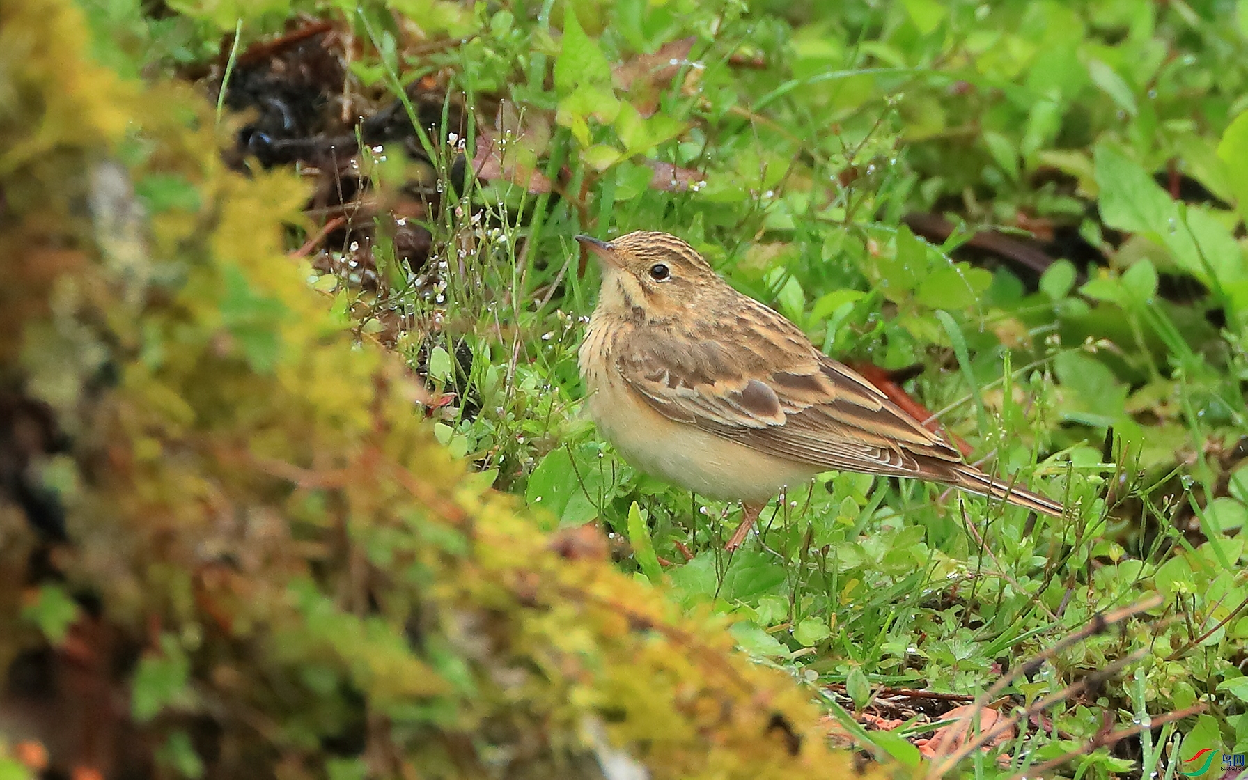 ����Paddyfield Pipit
