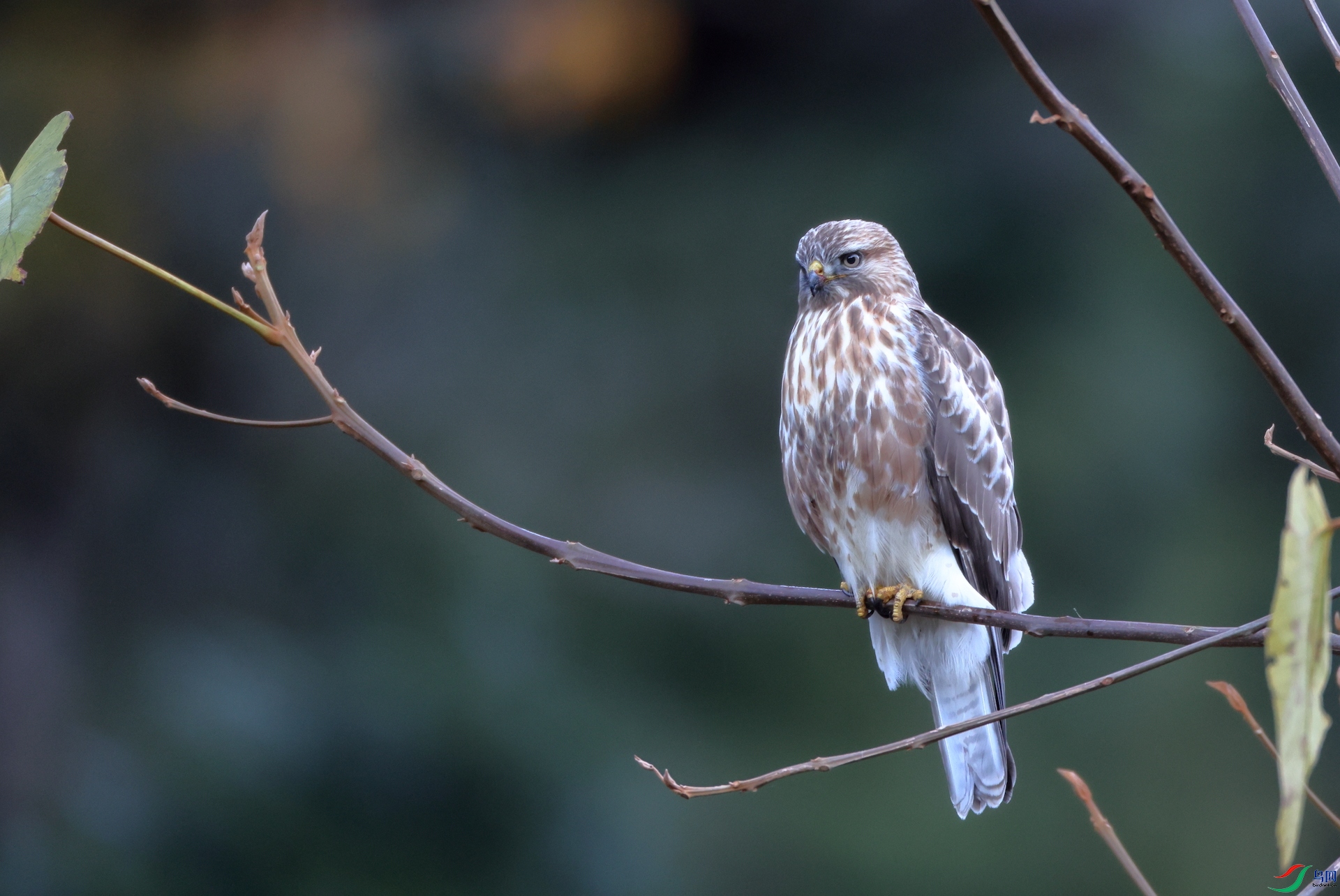 ϲɽ�\Himalayan Buzzard