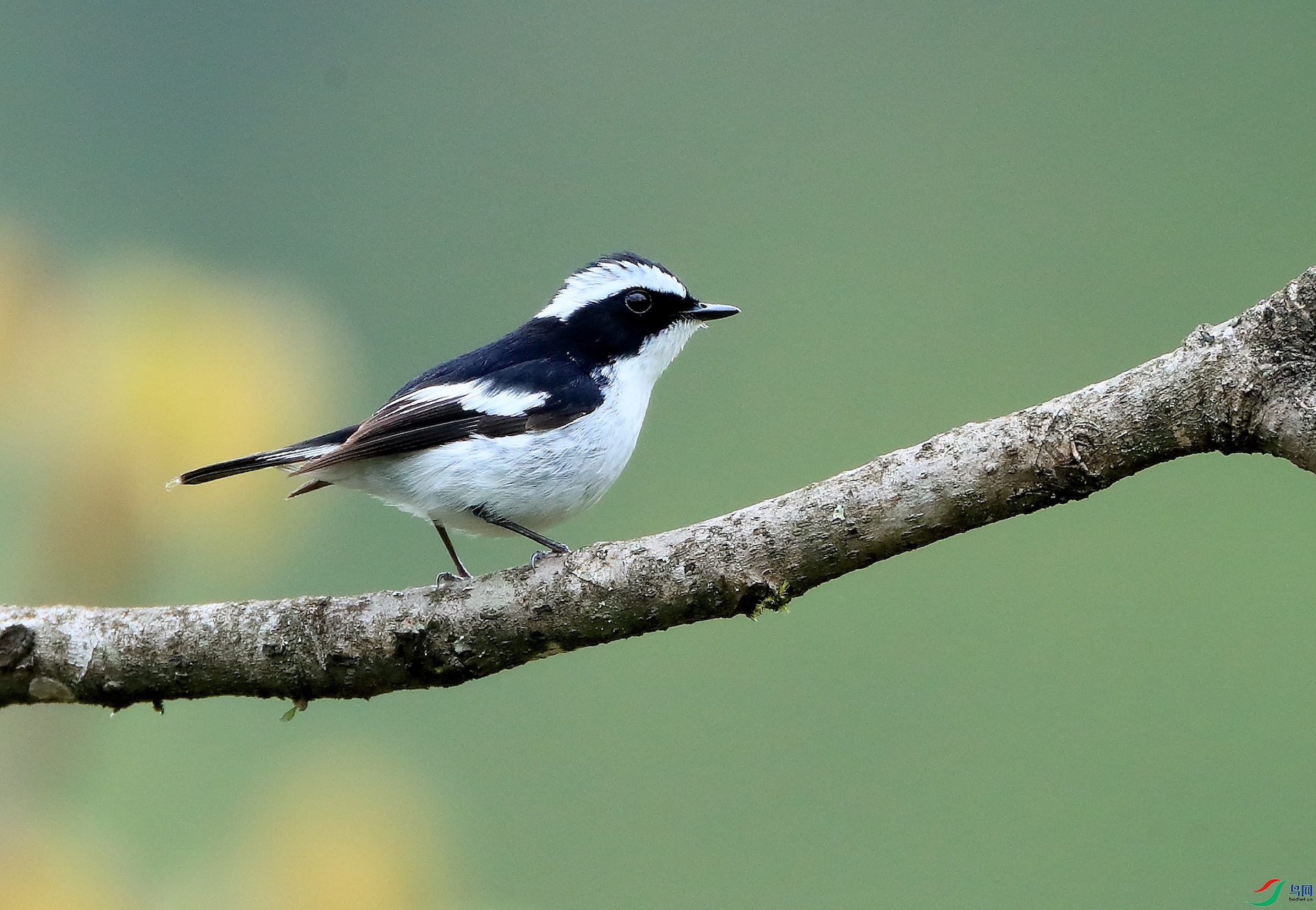 С�߼��OLittle Pied Flycatcher
