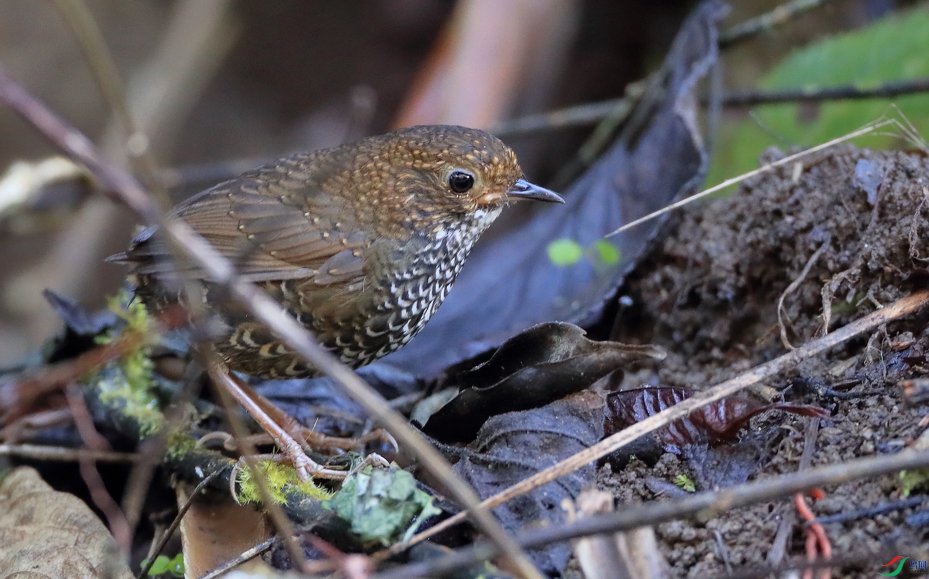 С��������Pygmy Cupwing