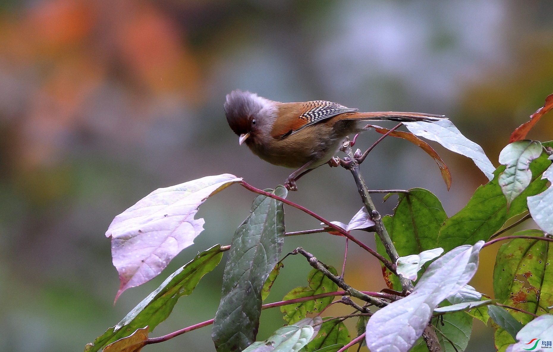 ���߳���Rusty-fronted Barwing