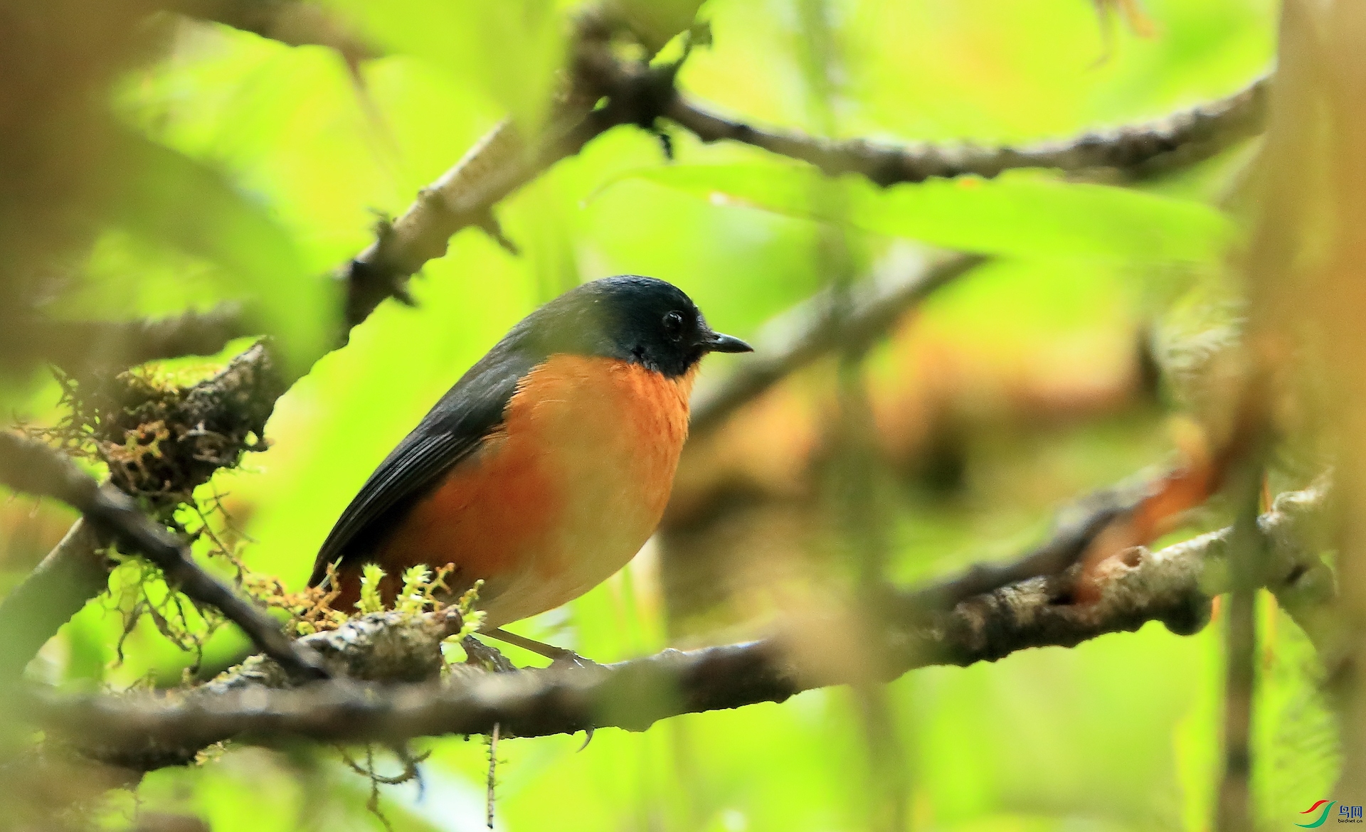 ���ض̳��Rusty-bellied Shortwing����Σ��