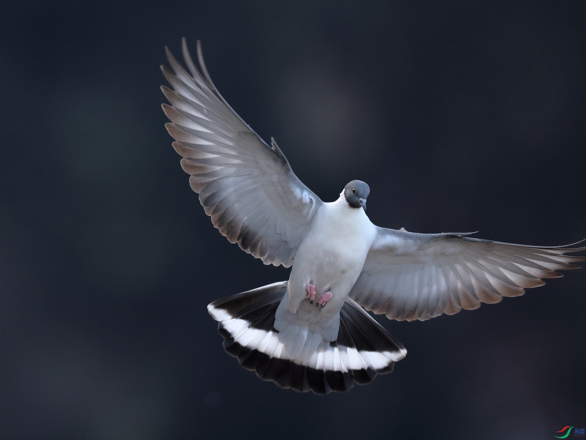 ѩ��Snow Pigeon