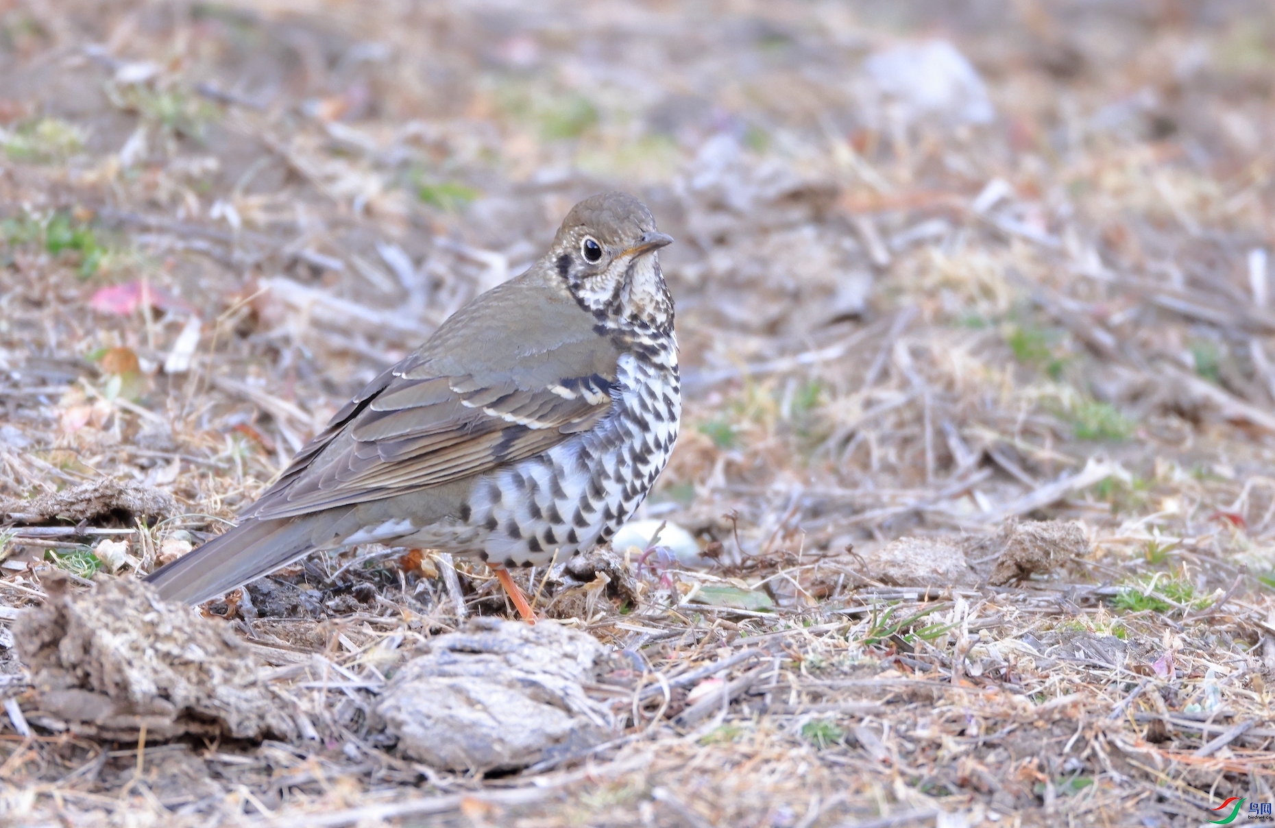 ��β���Long-tailed Thrush