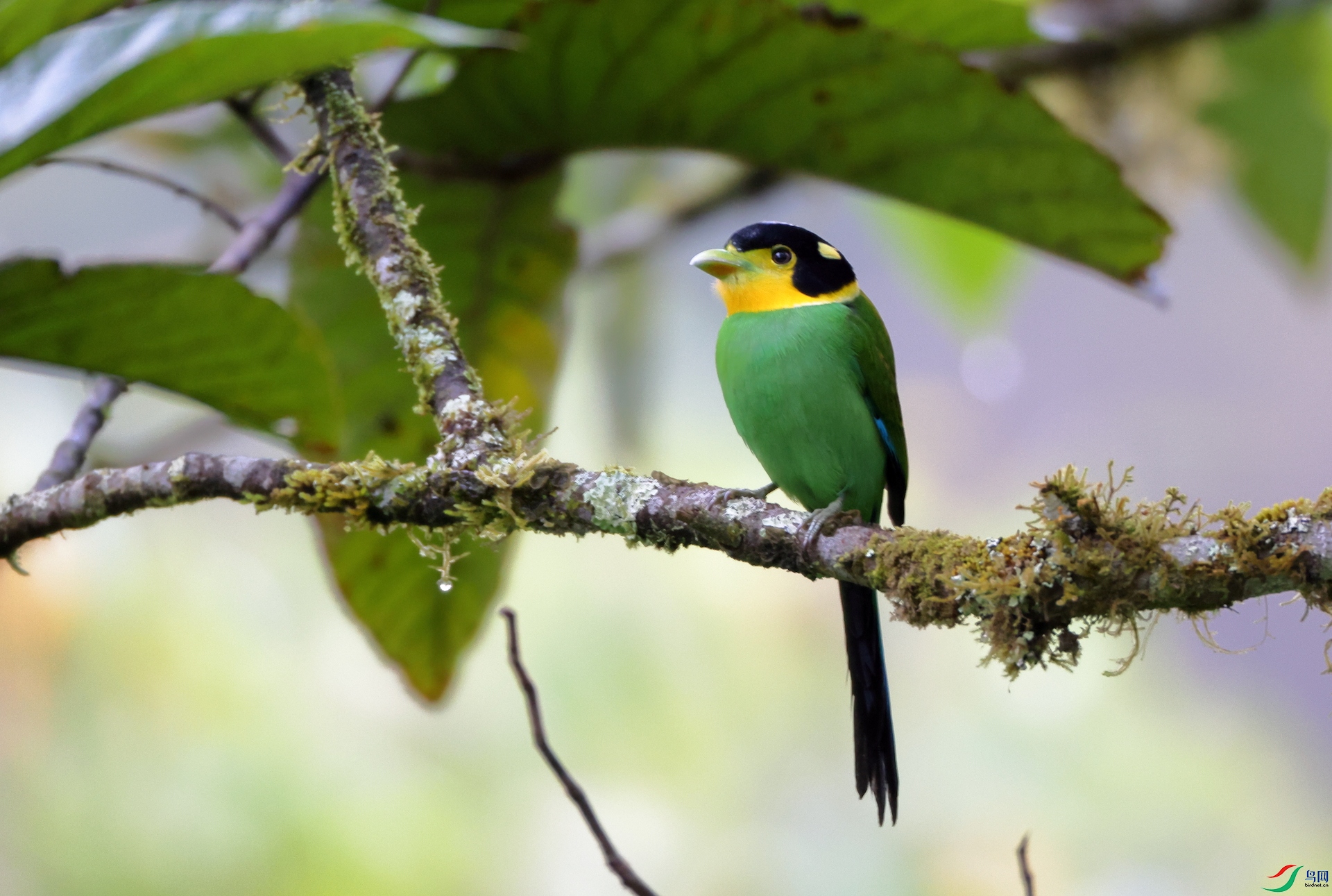 ��β������Long-tailed Broadbill