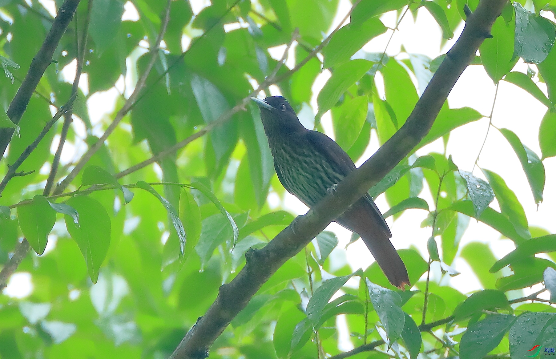 ���Maroon Oriole