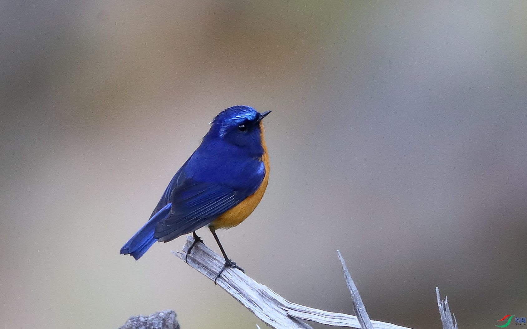 �ظ����Rufous-breasted Bush-Robin