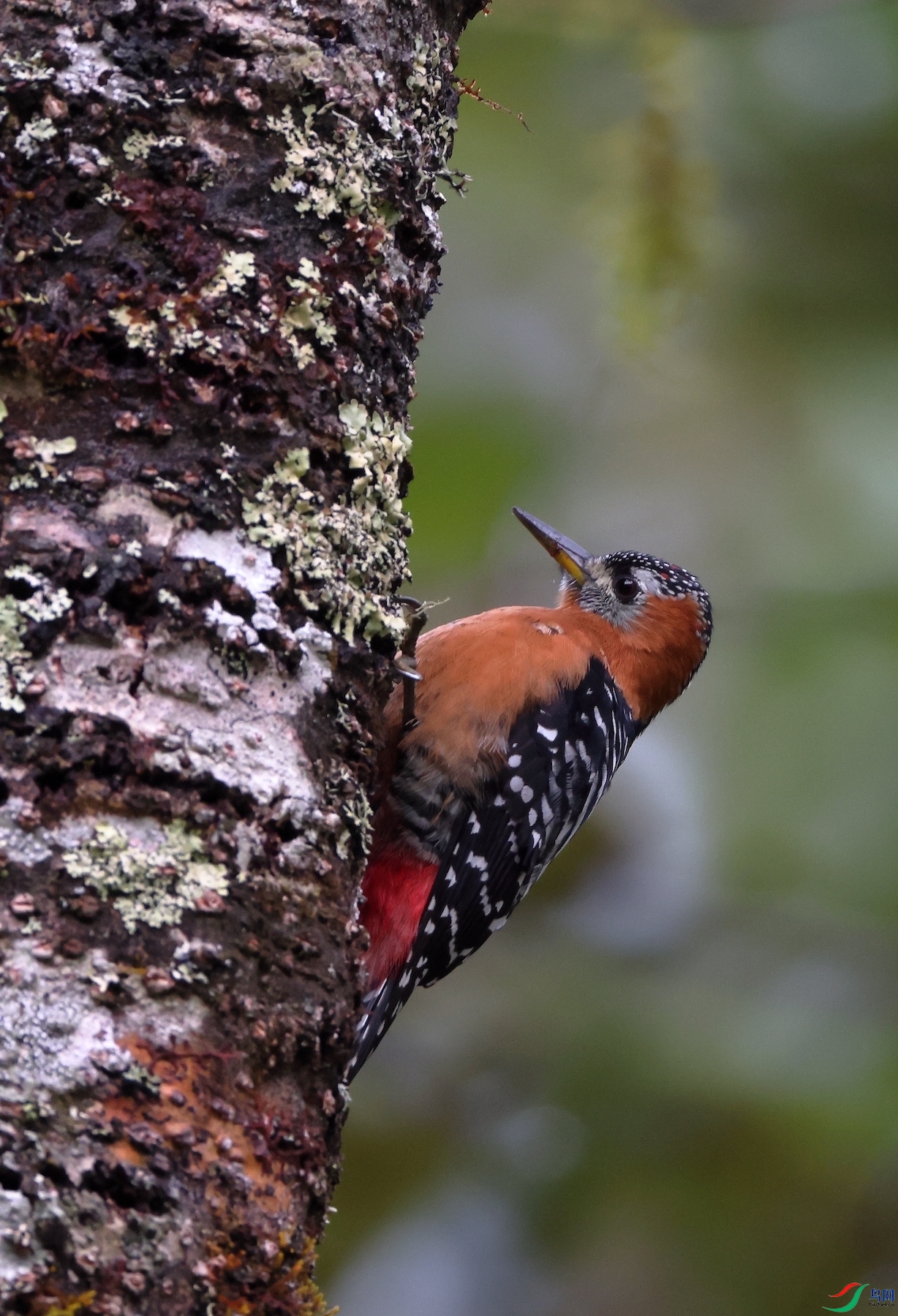 �ظ���ľ��Rufous-bellied Woodpecker