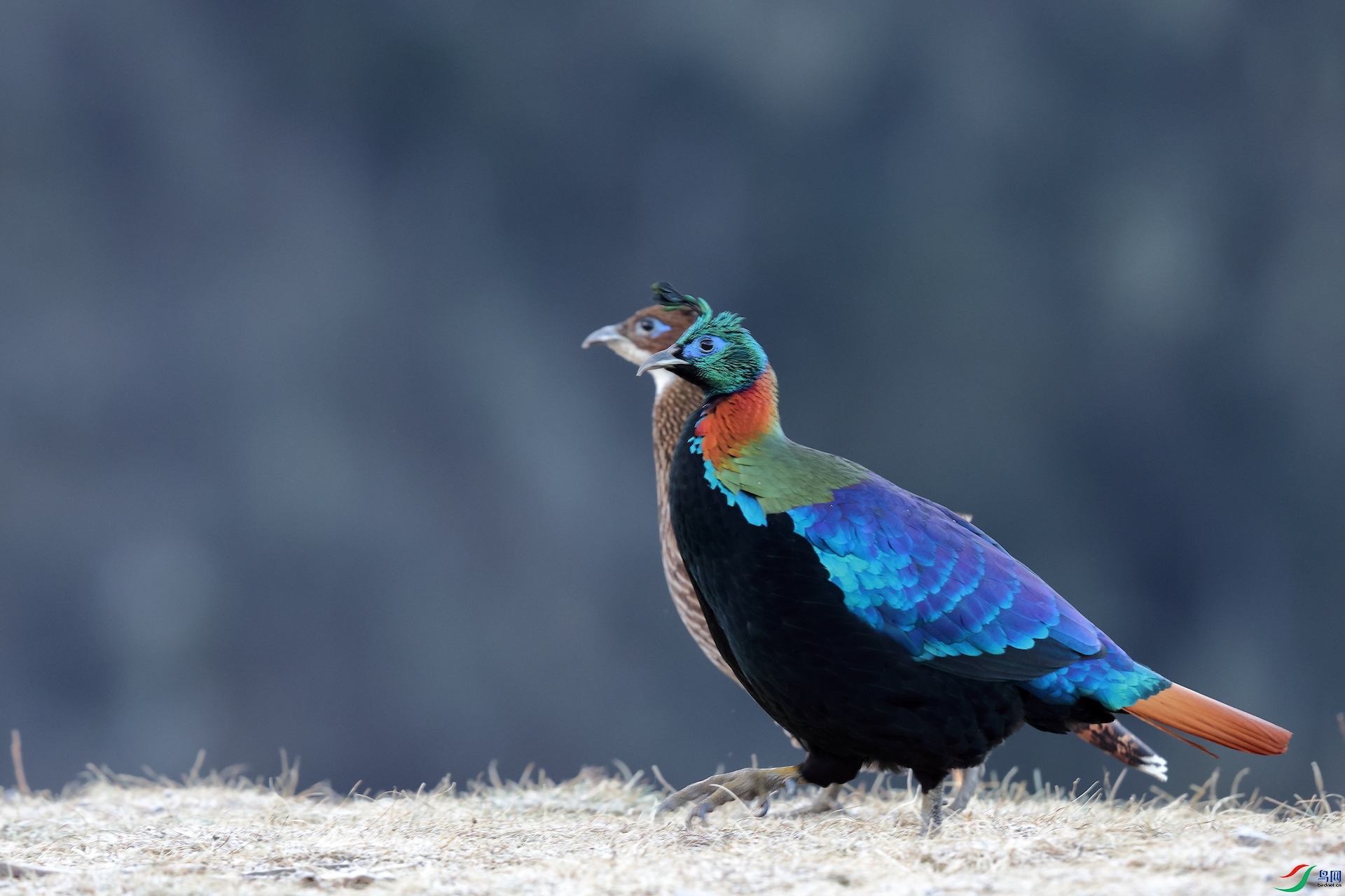 ��β����Himalayan monal.