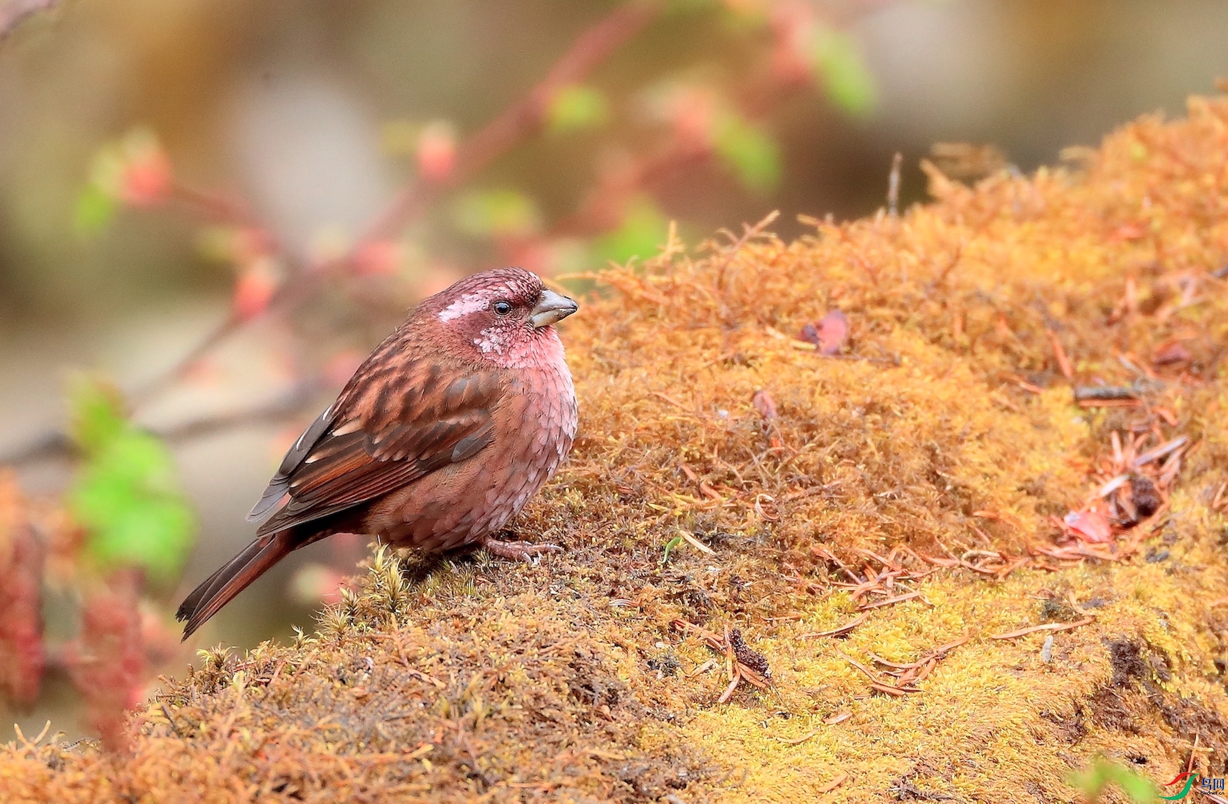 ����ȸDark-rumped Rosefinch