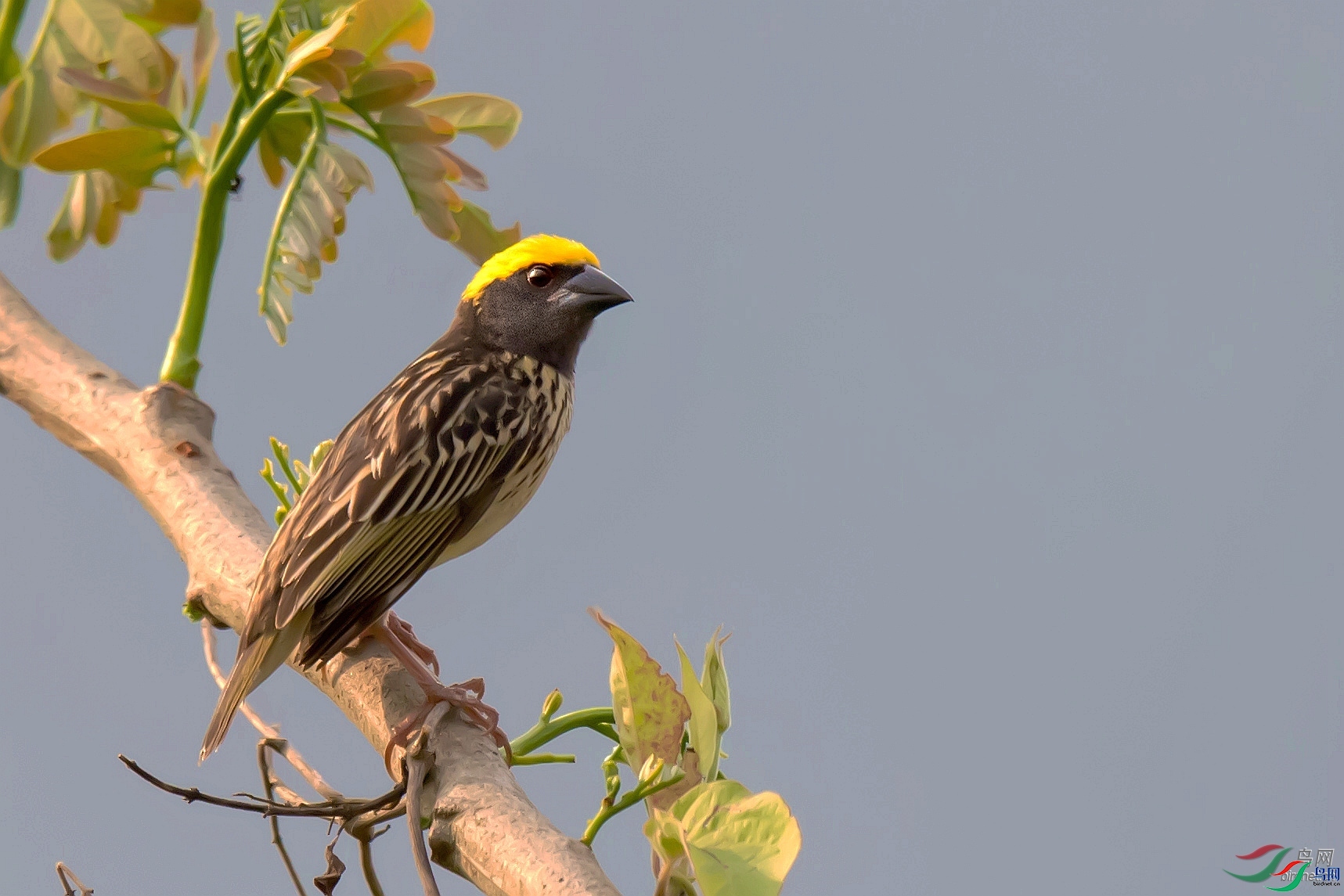 �ķ�ľ��  ��ʦ����������ʡ�º���徰����������ӯ����.jpg