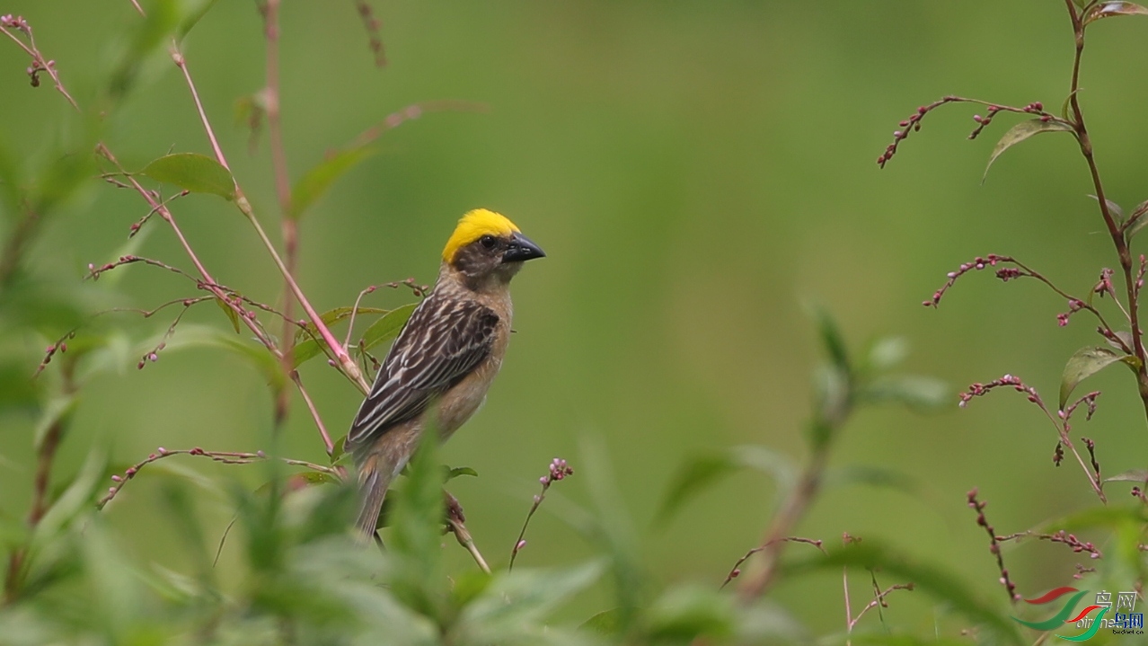 SW�ϱ�   ��ʦ����������ʡ��ɽ׳��������������ɽ��.jpg