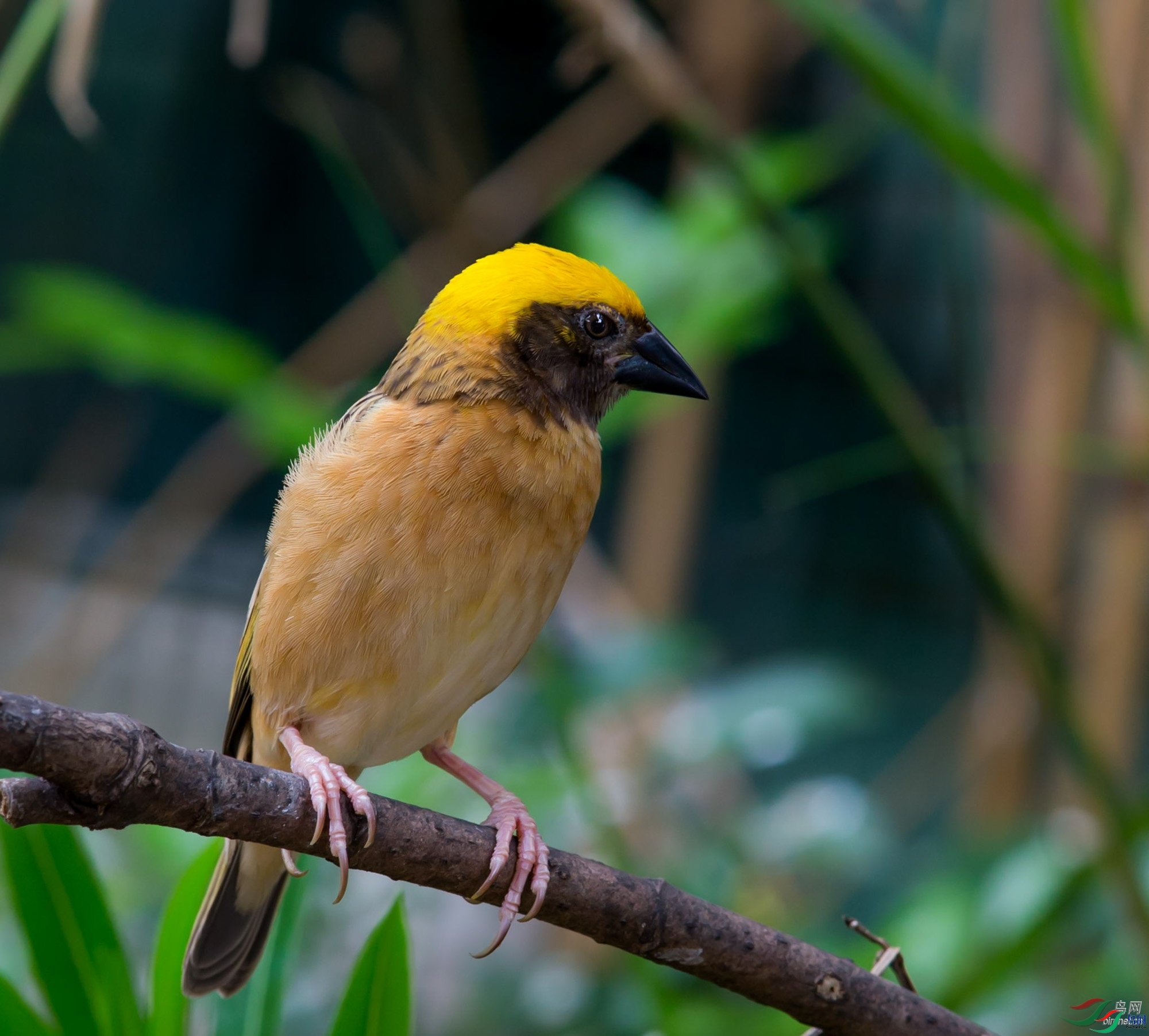 KKz ��ʦ����������ʡ��ɽ׳��������������ɽ��.jpg