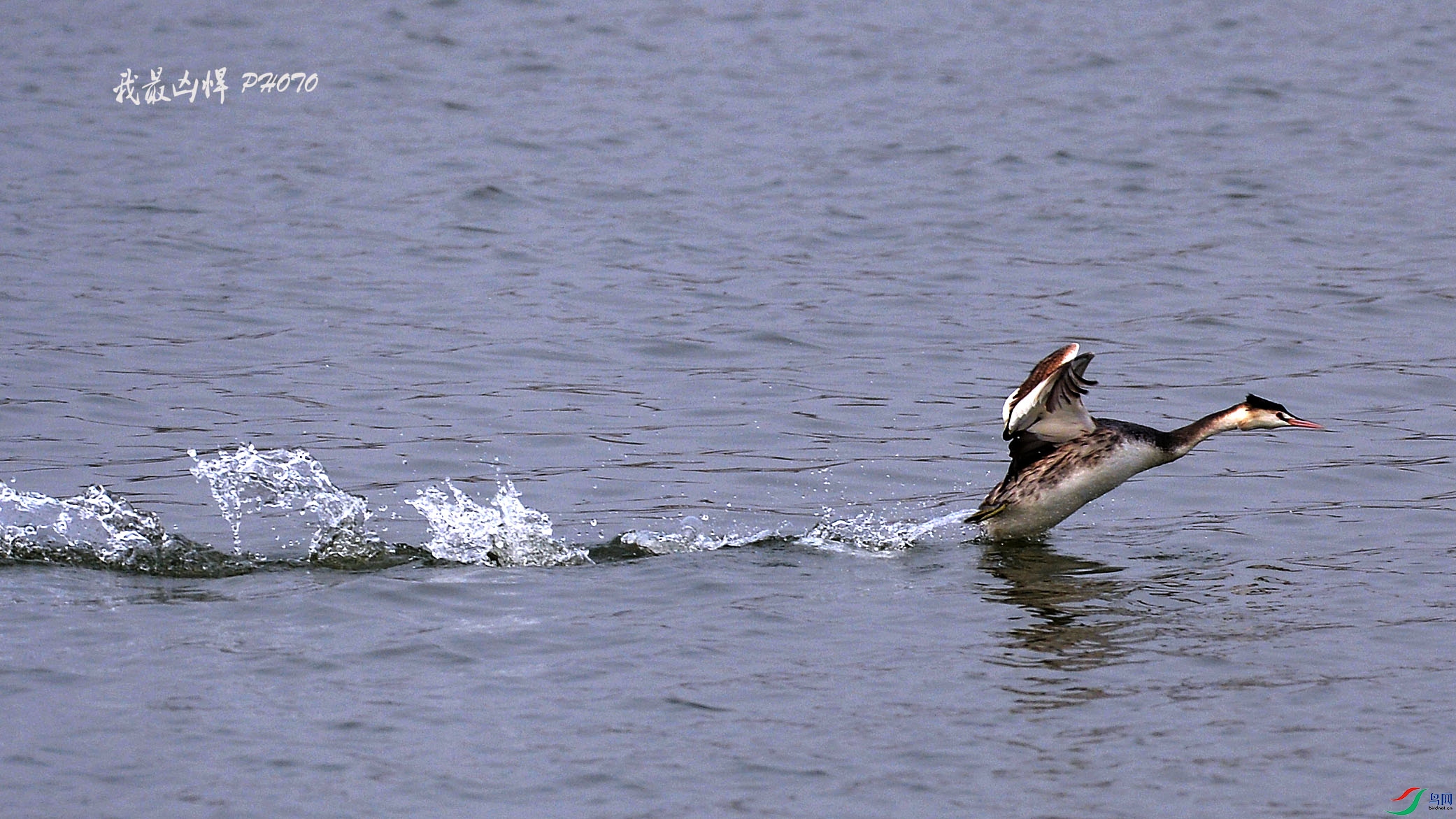 DSC_9807.jpg