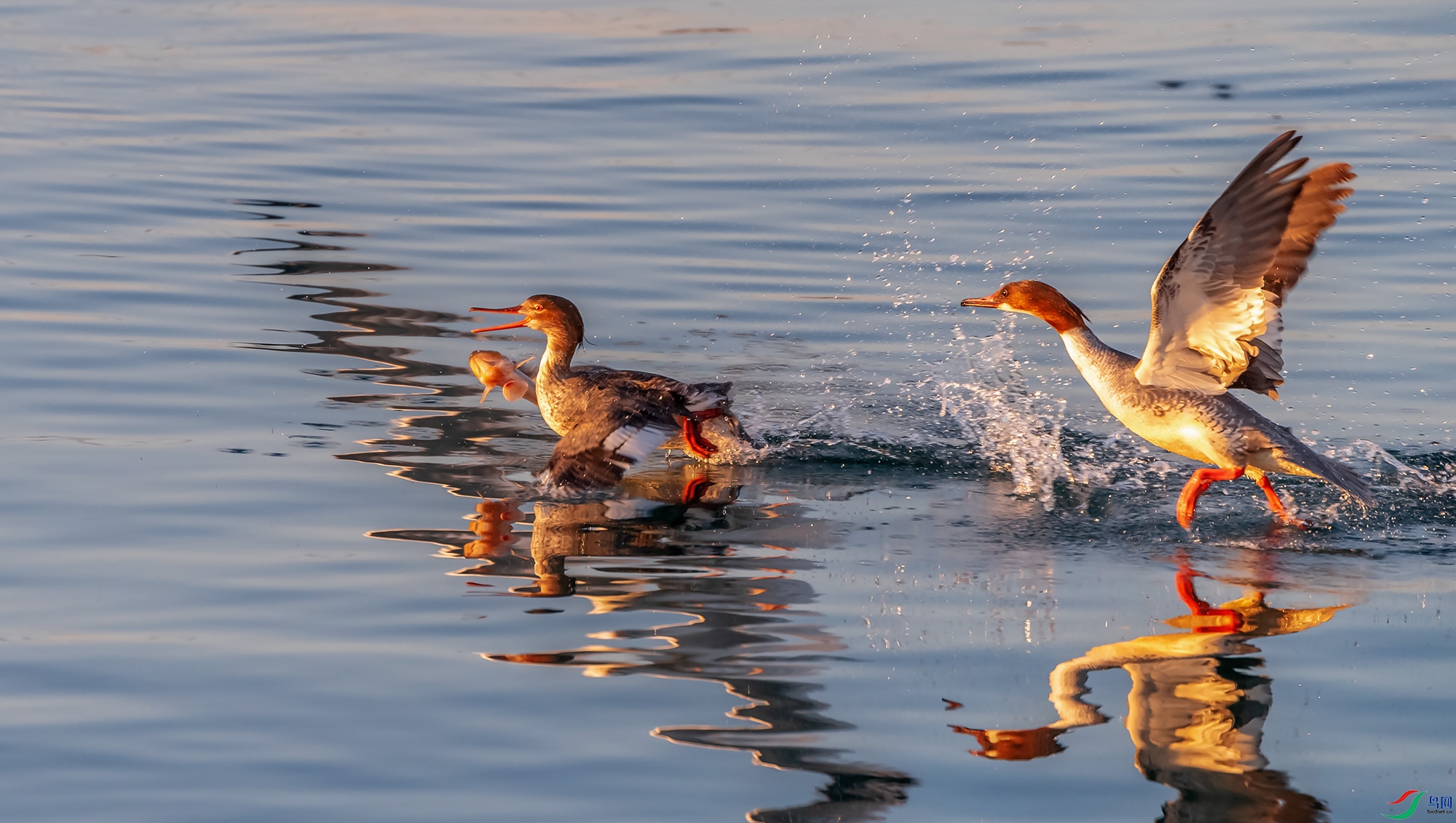 ��������ͨ��ɳѼ