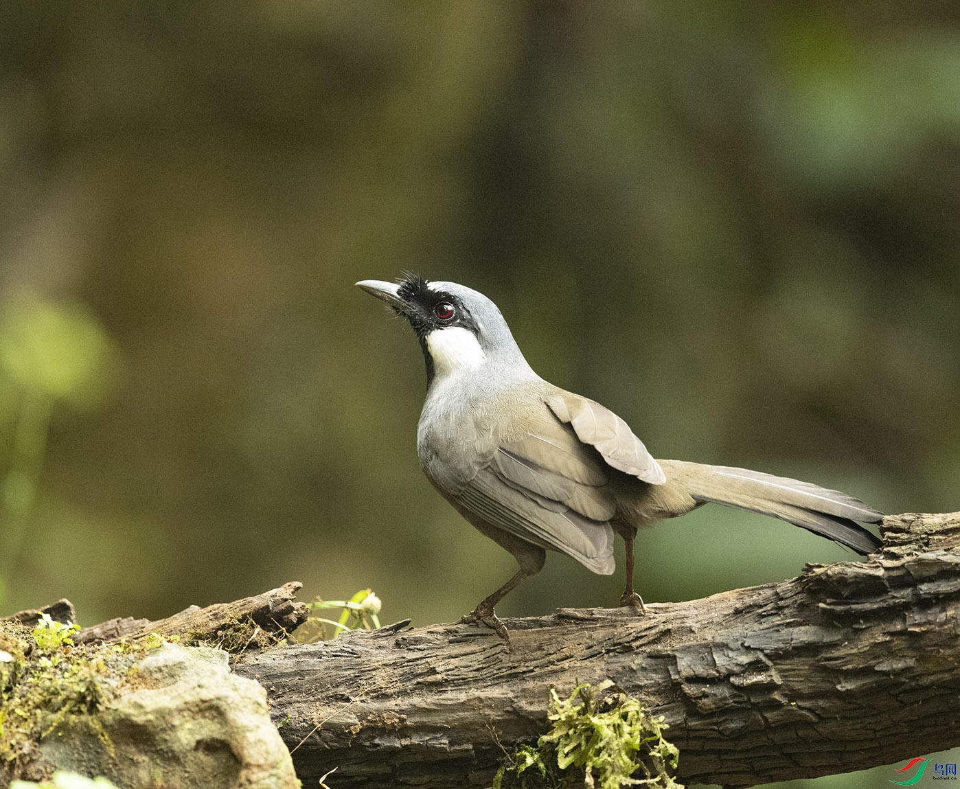 �ں����B Black-throated Laughingthrush_DSC2311����1.jpg