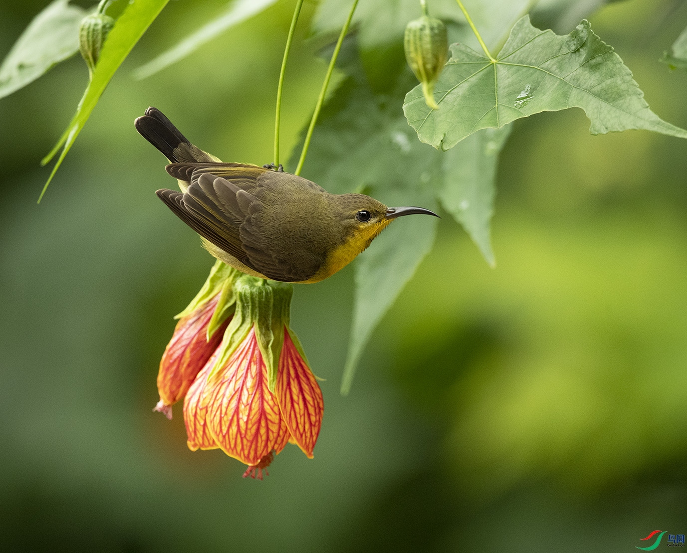 �S�������B Olive-backed Sunbird_DSC3364����1.jpg