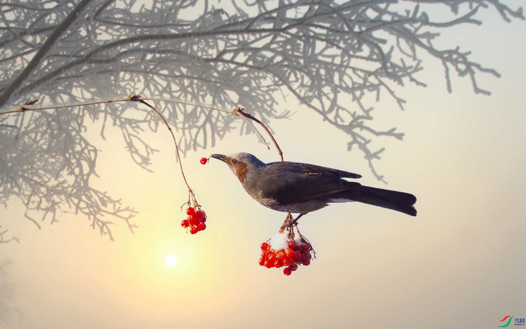 ѡ������������