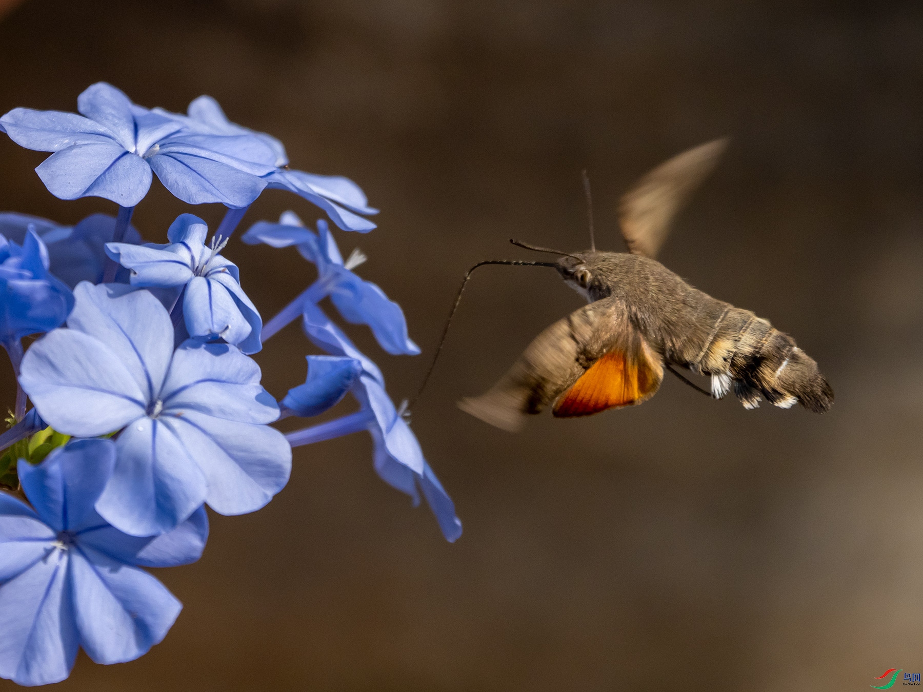 ����ӥ��