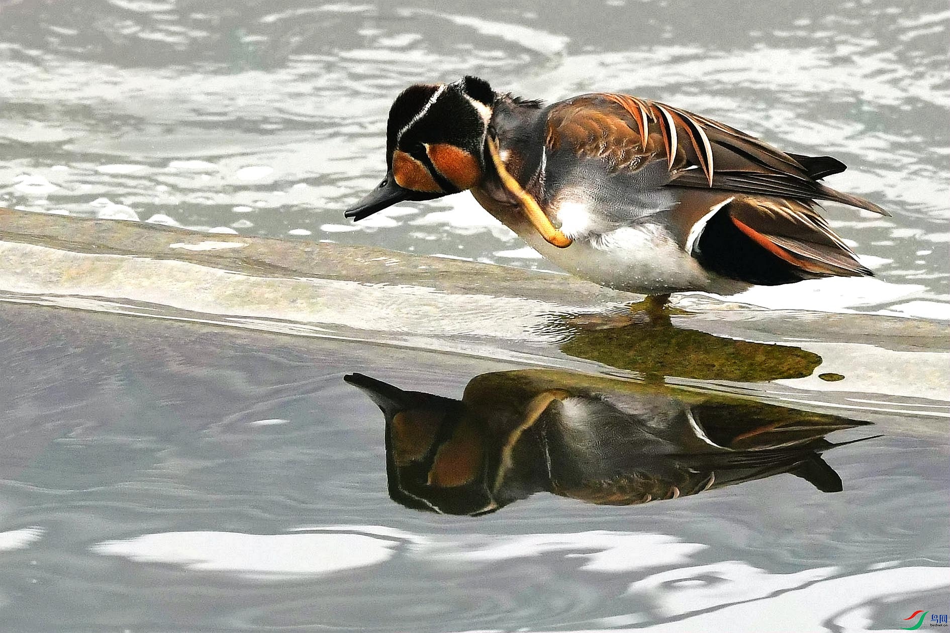 DSC_7461_����.jpg