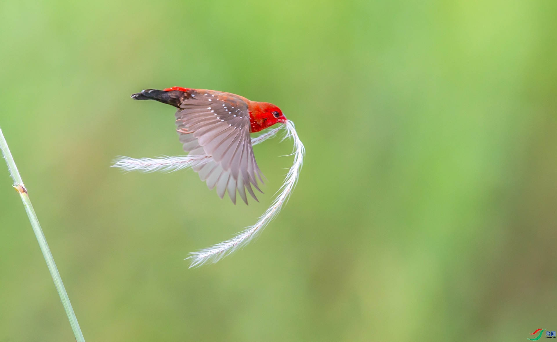 �䱾����  ����������ʡ��˫���ɴ����������º���.jpg