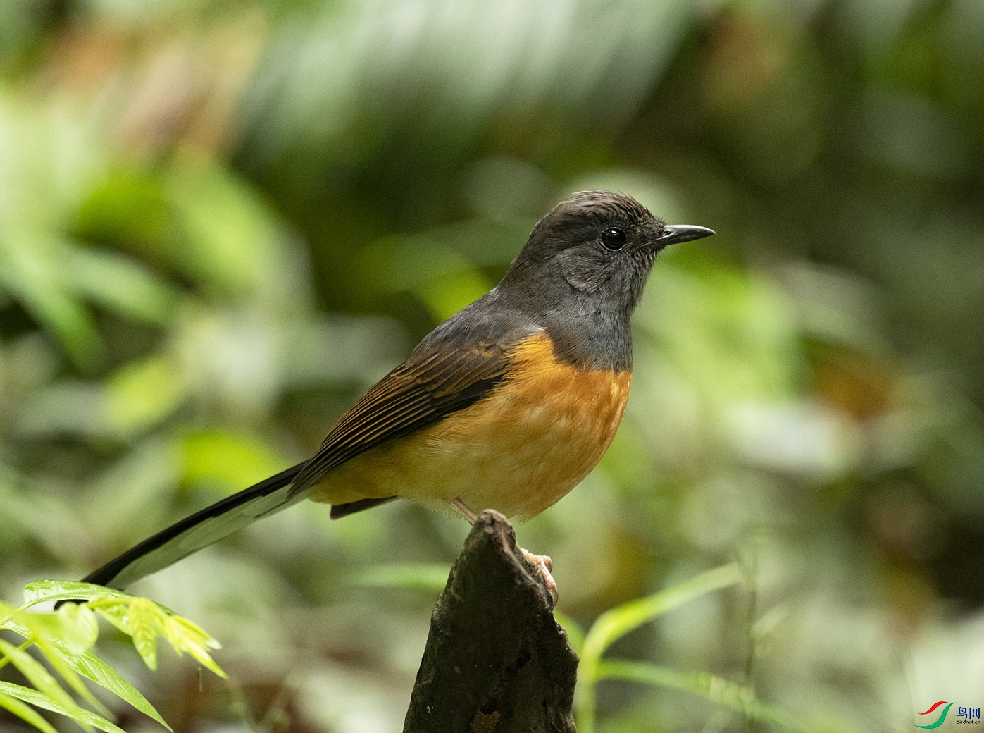 �����o�z White-rumped Shama_DSC3956����1.jpg