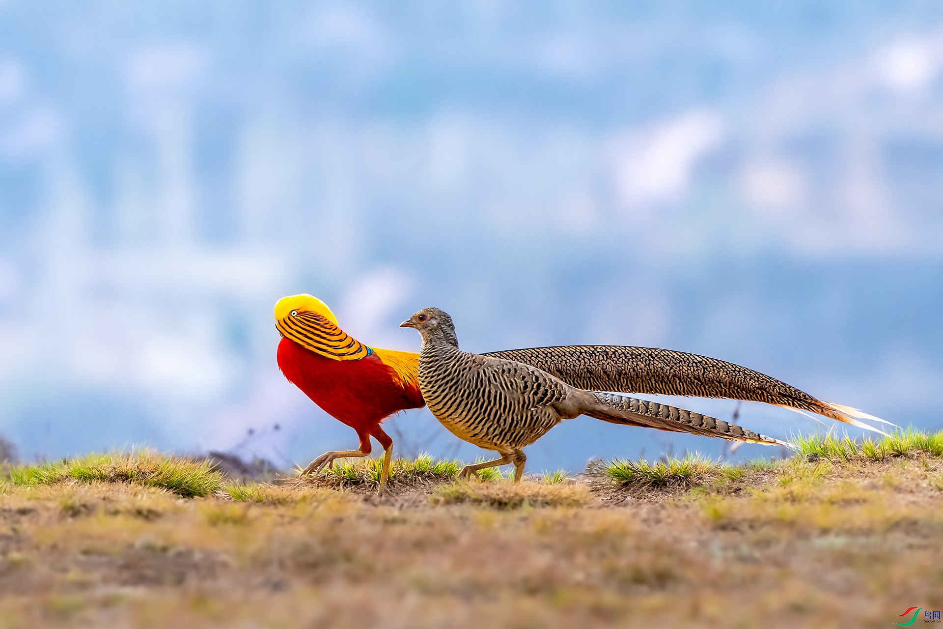 _CYG2973 ����.jpg