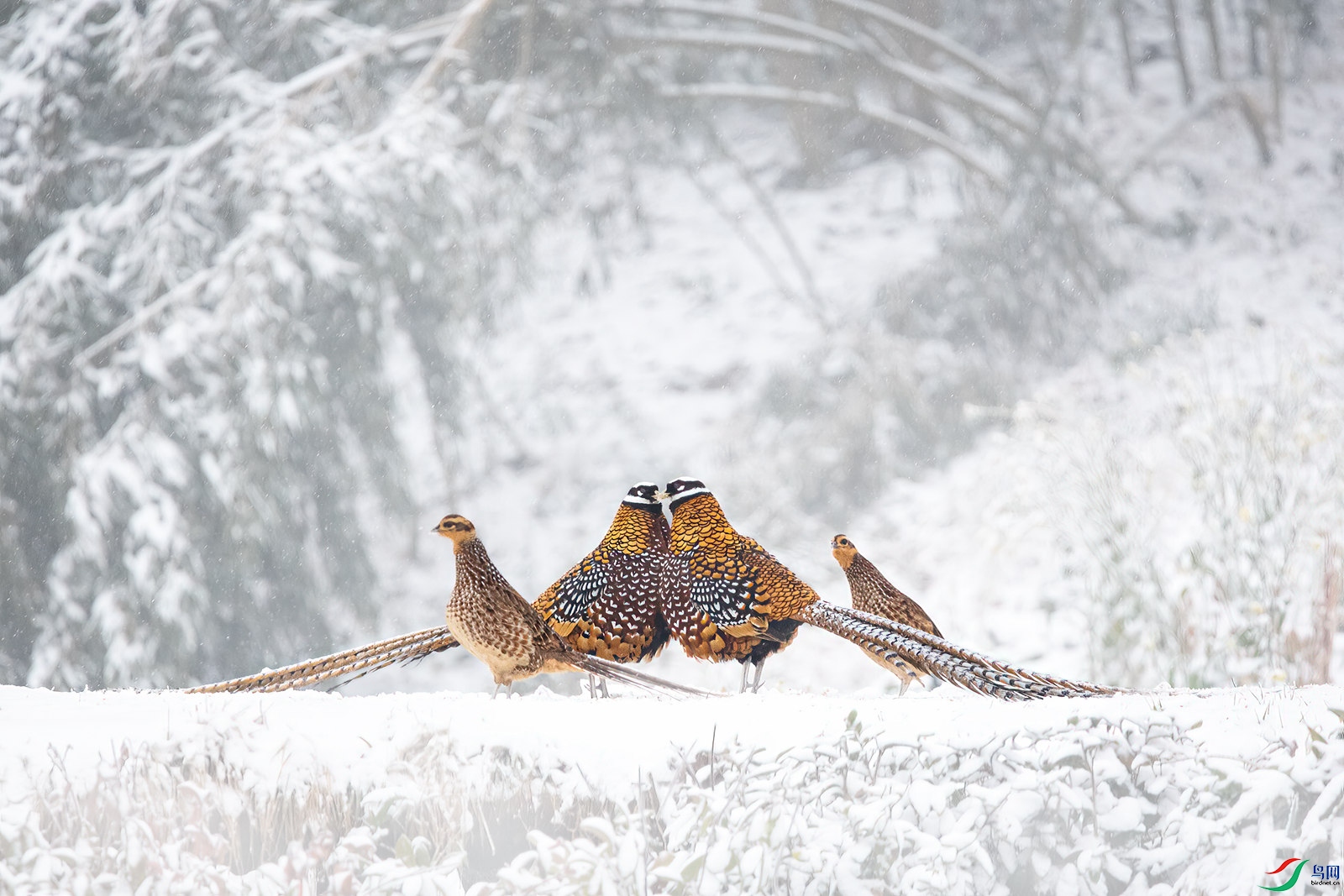 DSC_0581 ����_����.jpg