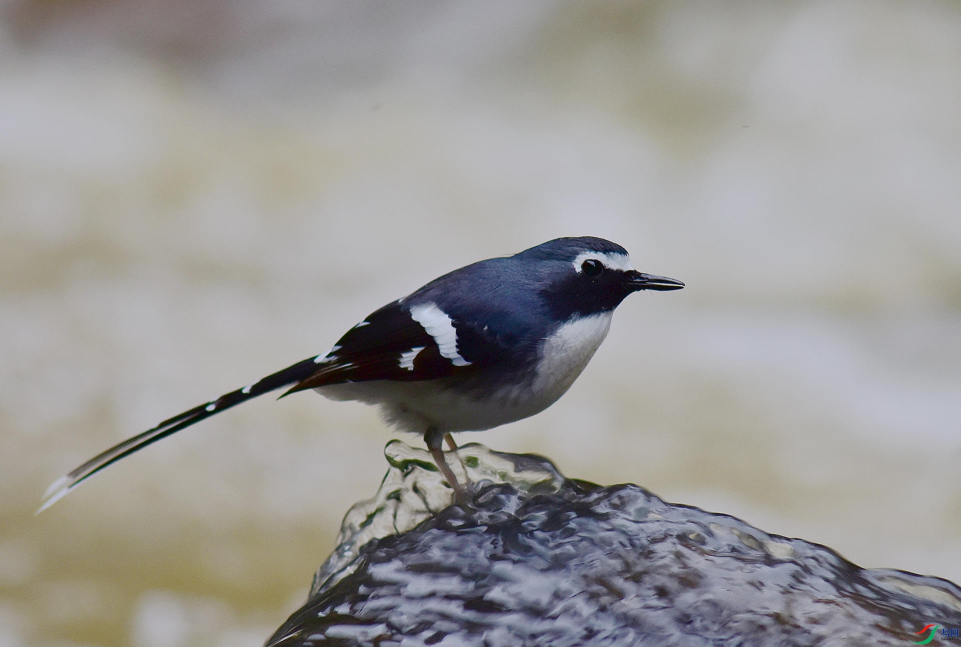 D8I_6088.jpg