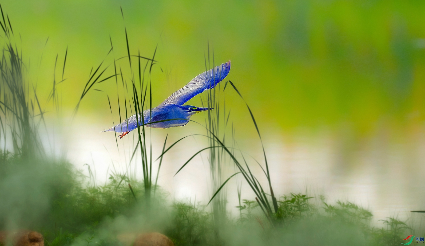 �����е�����Ѱʳ