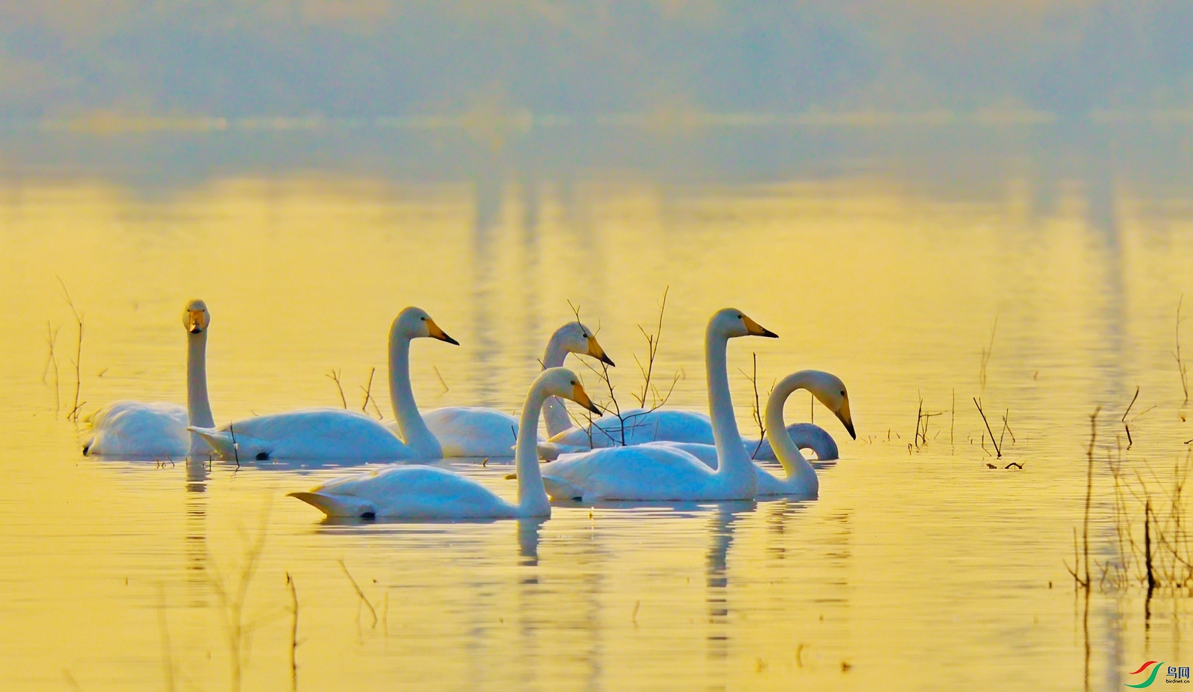 DSC_7339a_����.jpg