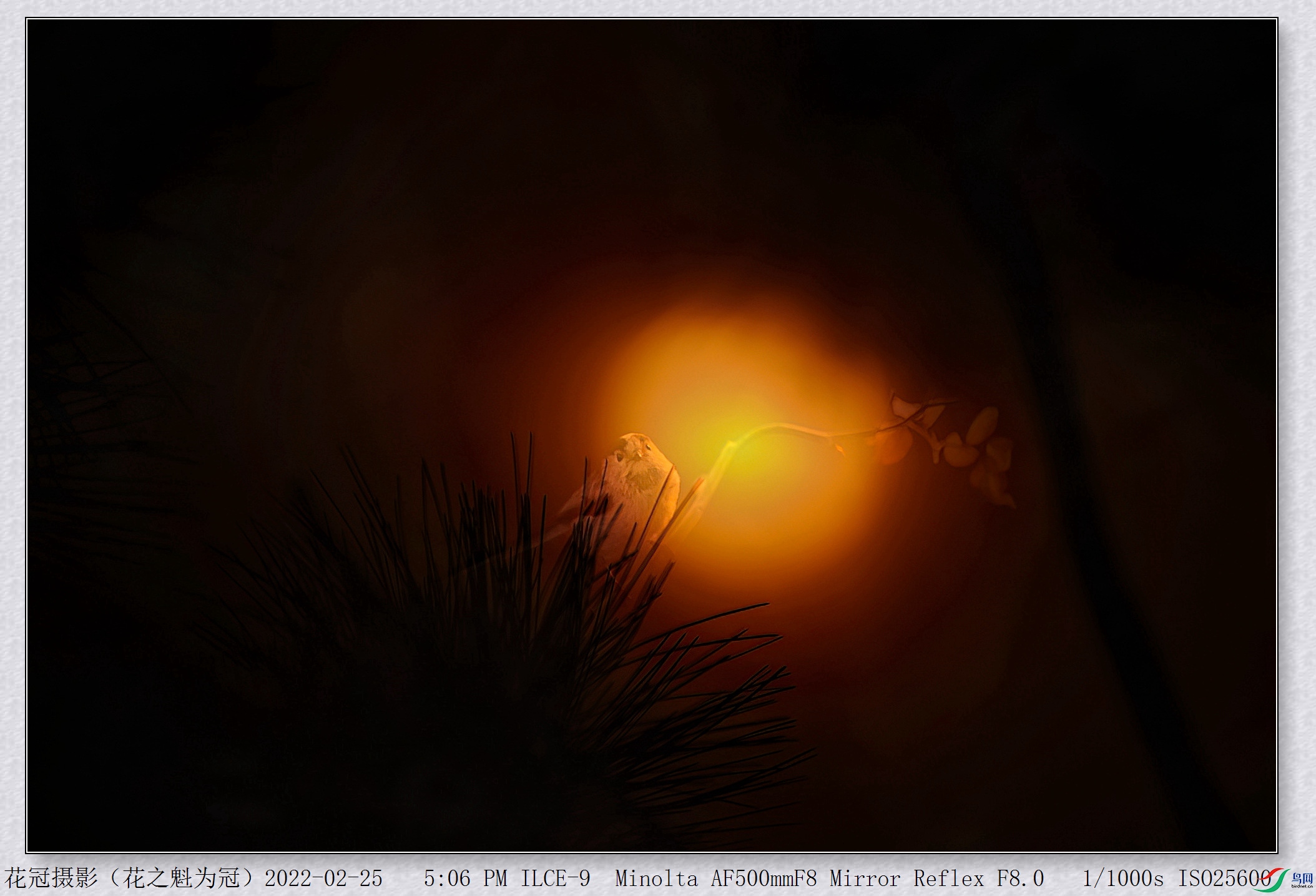 DSC07294�����ع�B-1-DeNoiseAI-low-light_����_����.jpg