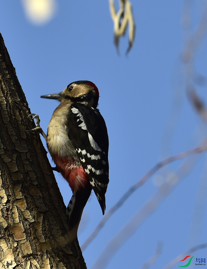 _DSC92671.jpg