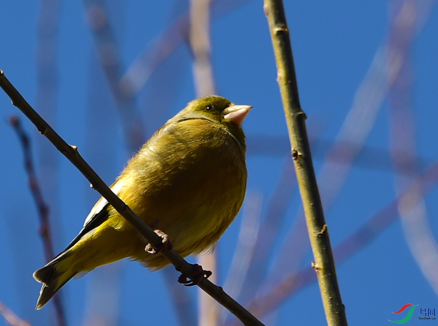 _DSC86921.jpg