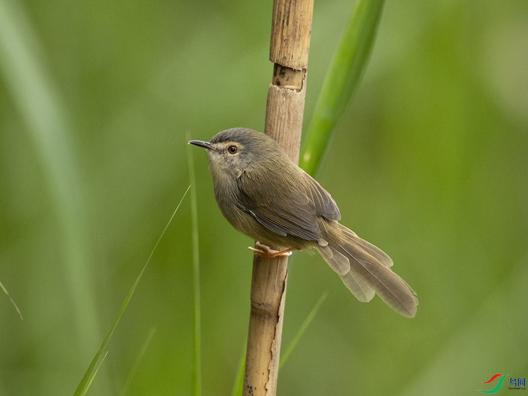 �S��ɽ���L Yellow-bellied Prinia_DSC5741����1.jpg