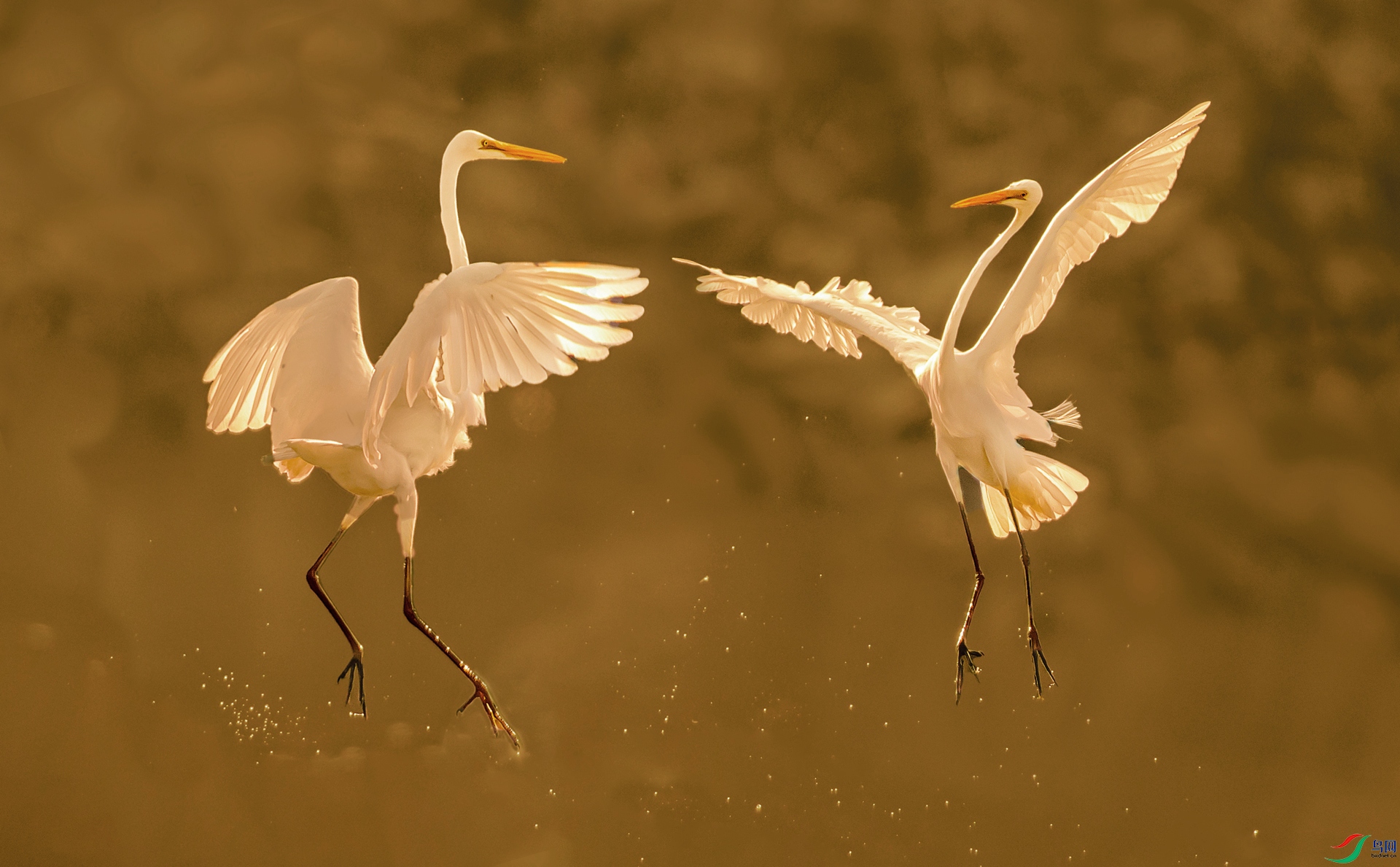A99I2833-1sha.jpg