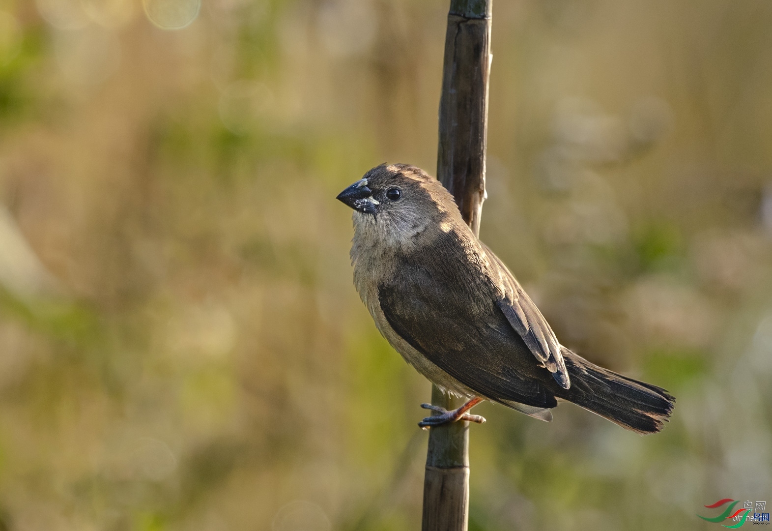 �ķ�ľ��  ��ʦ����������ʡ��˫���ɴ����������º���.jpg