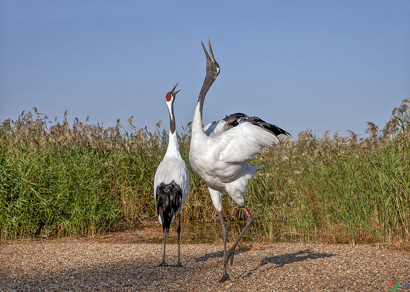 _MG_3791 - ����.jpg