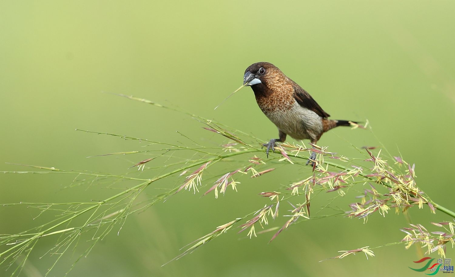 Ҧ����  ��ʦ�������㽭ʡ������ƽ����.jpg