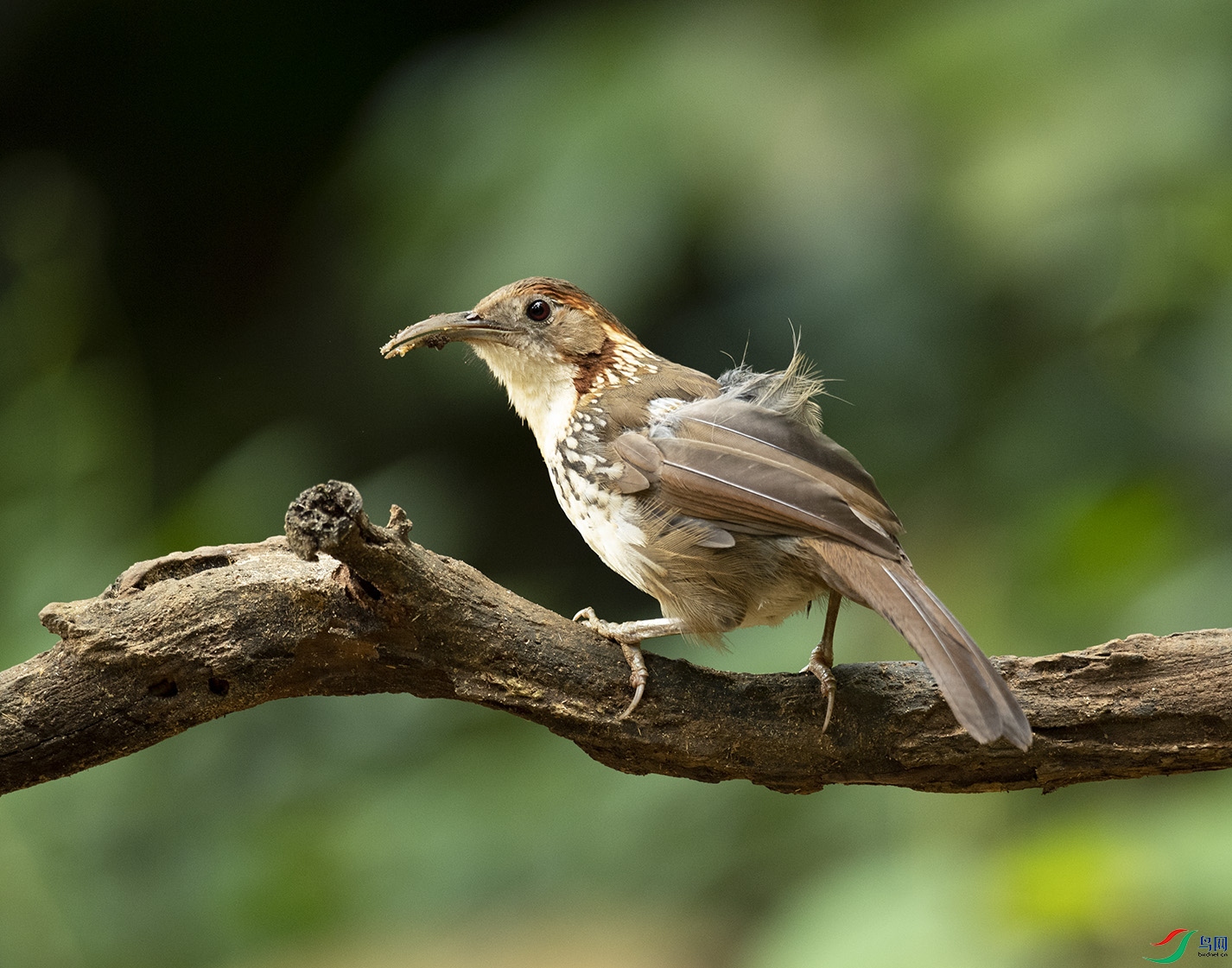 �L���^���B Large Scimitar Babbler_DSC5915����1.jpg