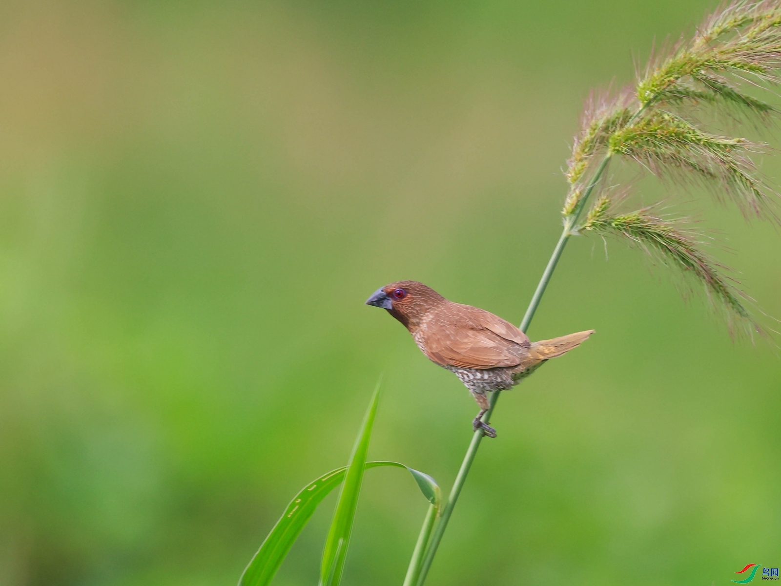 RURAL  ��ʦ�������㽭ʡ������.jpg