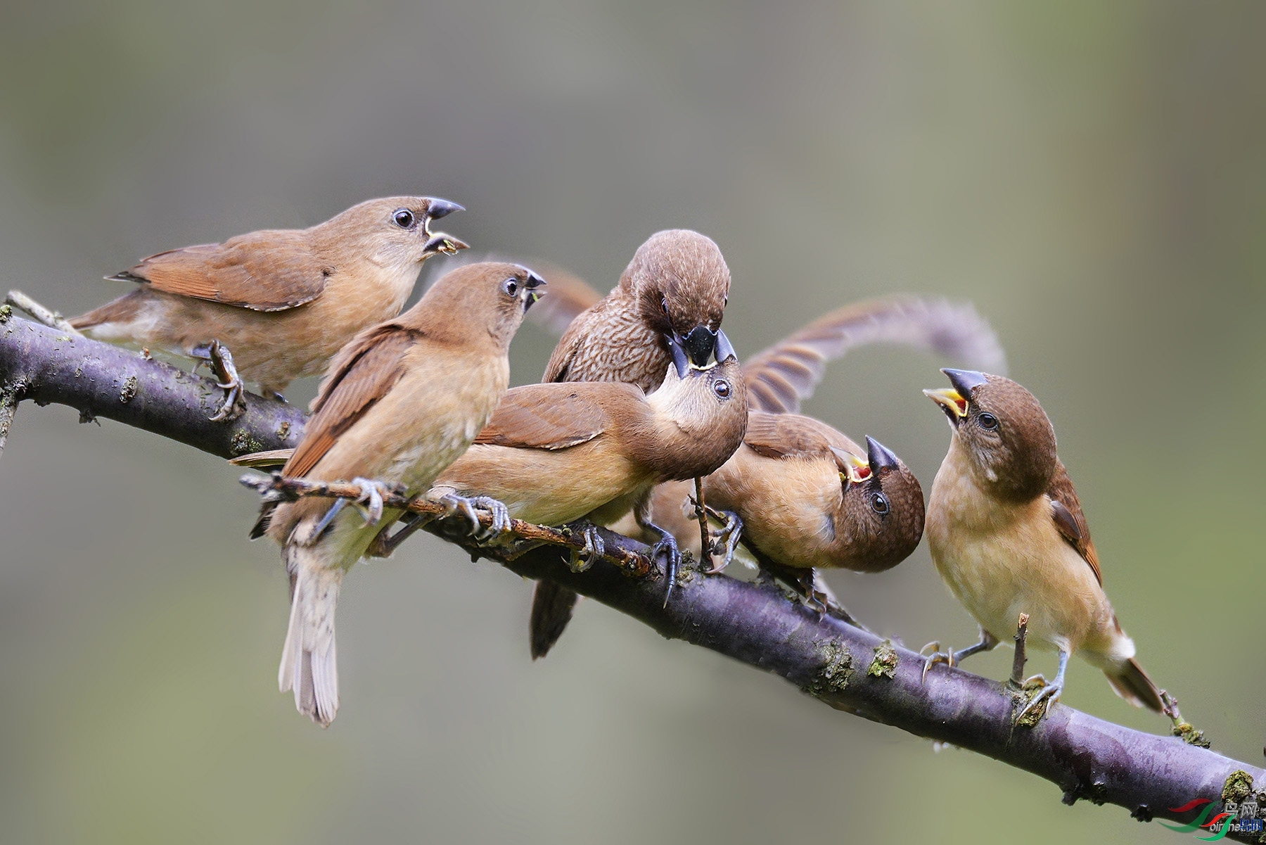 ��ֱ  ��ʦ����.jpg