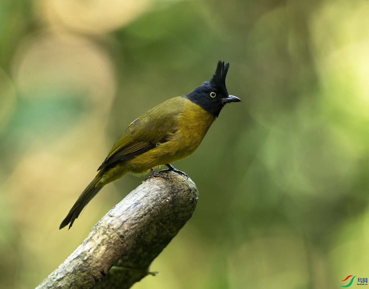 �ڹ��S�l Black-crested Bulbul_DSC8617����1.jpg