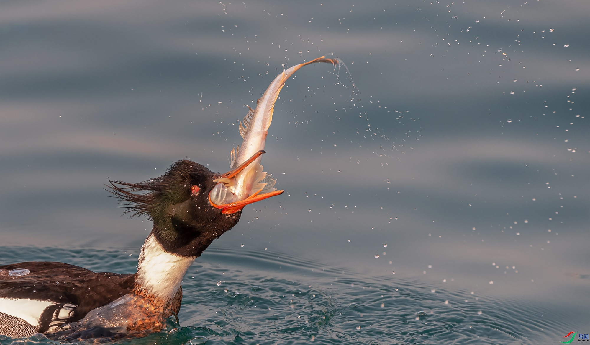 ������ɳѼ