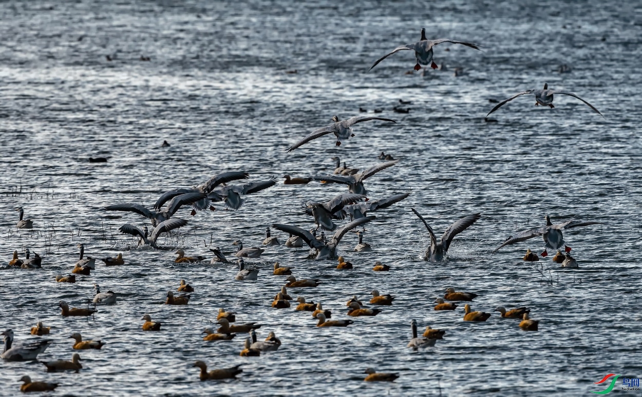 �������� (736)-2.jpg